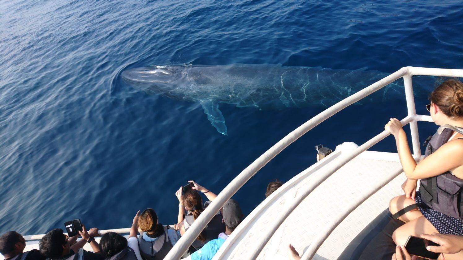 Mirissa Whale & Dolphin Watching Expedition