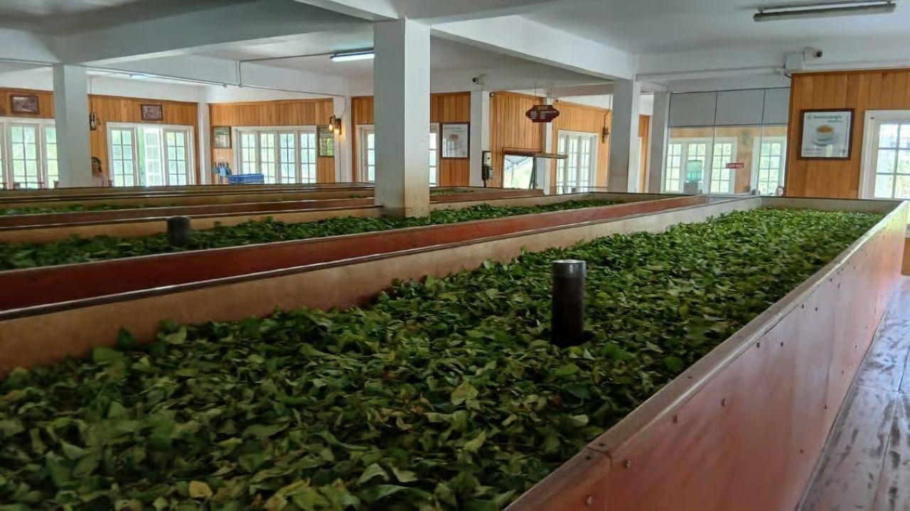 Kandy, Pinnawala & Tea Country Full-Day Excursion