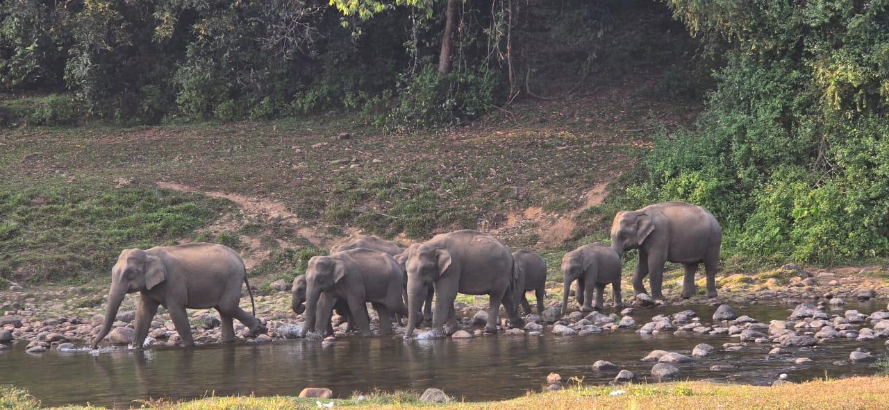 Munnar: Wild Elephant Jeep Safari in Anakulam