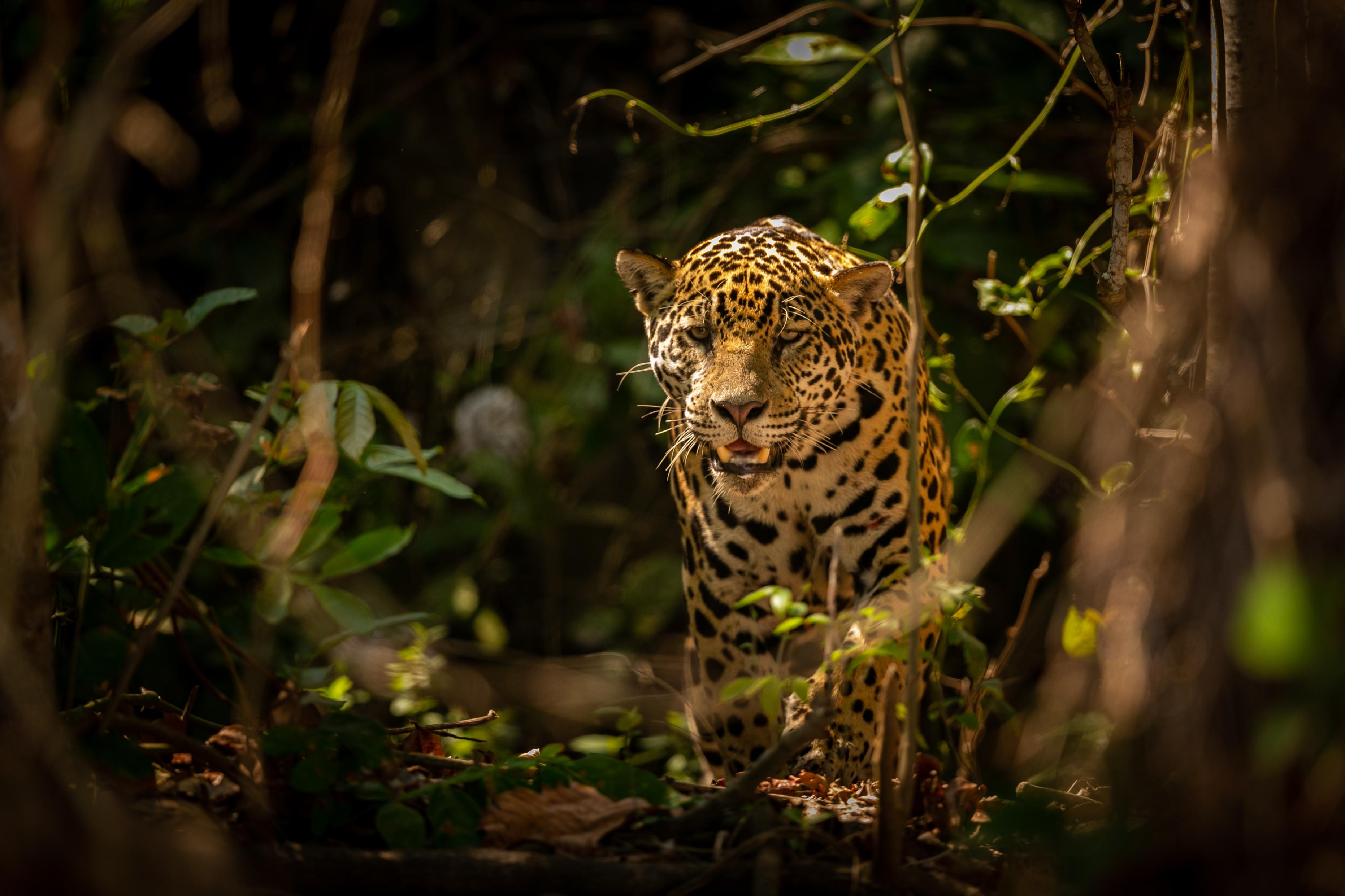 Wilpattu National Park Safari Adventure from Colombo