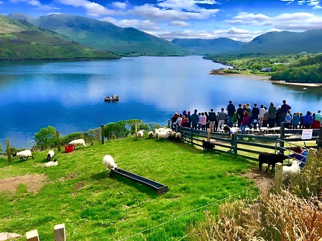 Sheepdog Herding Experience at Connemara Mountain Farm