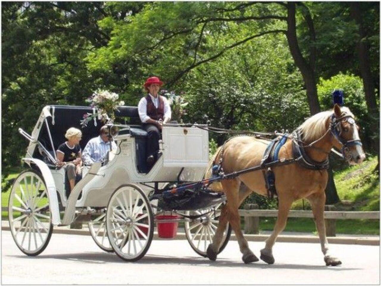 Private Central Park Horse Carriage Tour with Guide