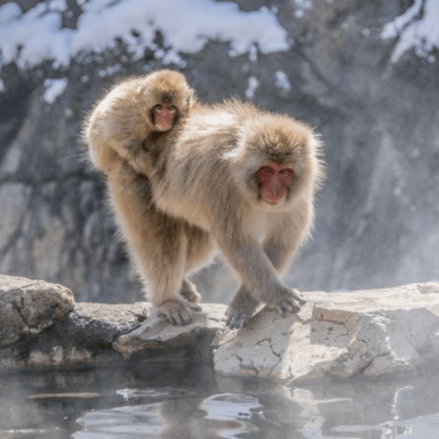 Nagano Snow Monkeys & Temples Private Full-Day Tour from Tokyo or Nagano