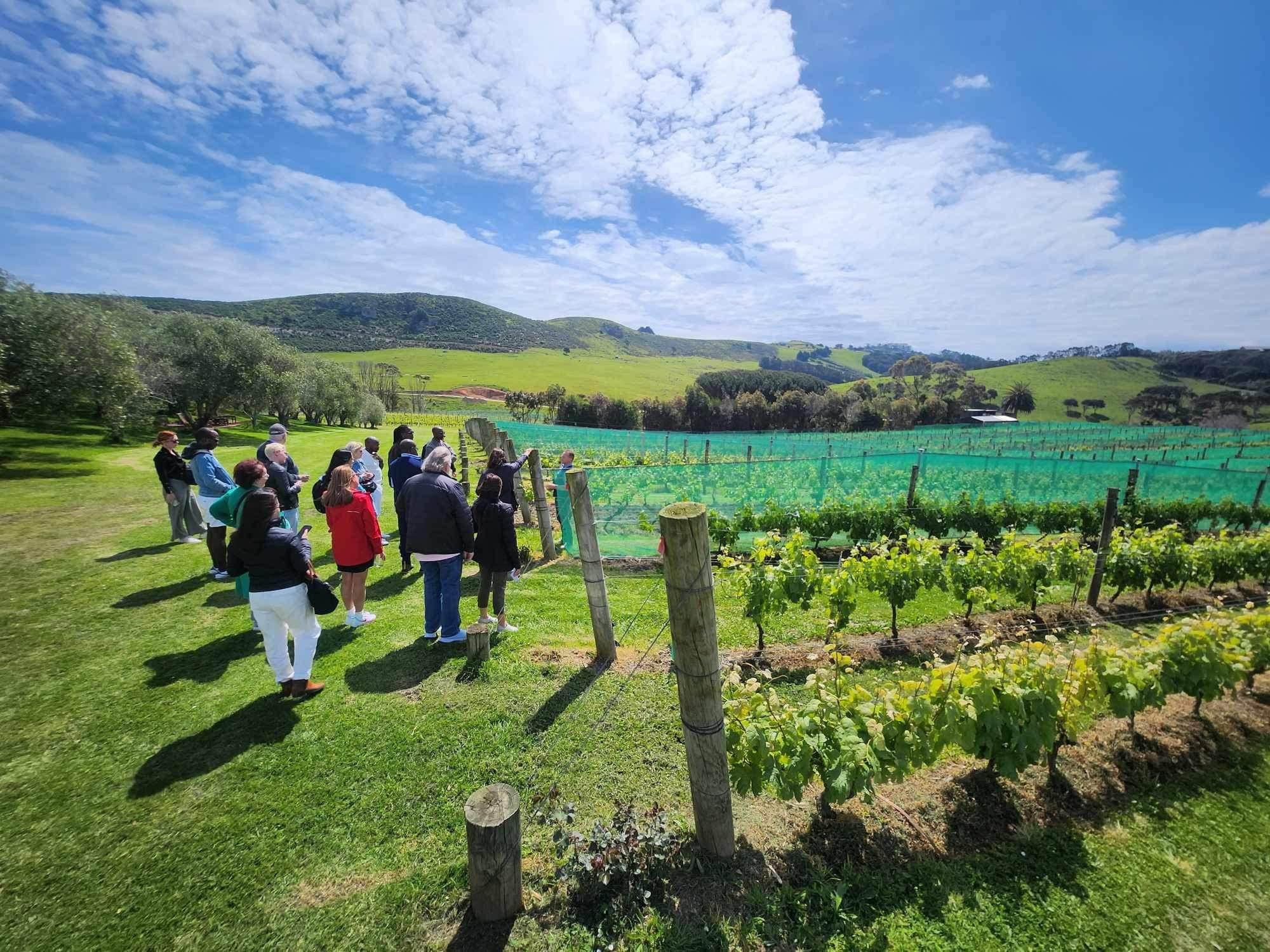 Waiheke Island wine tour — image 11