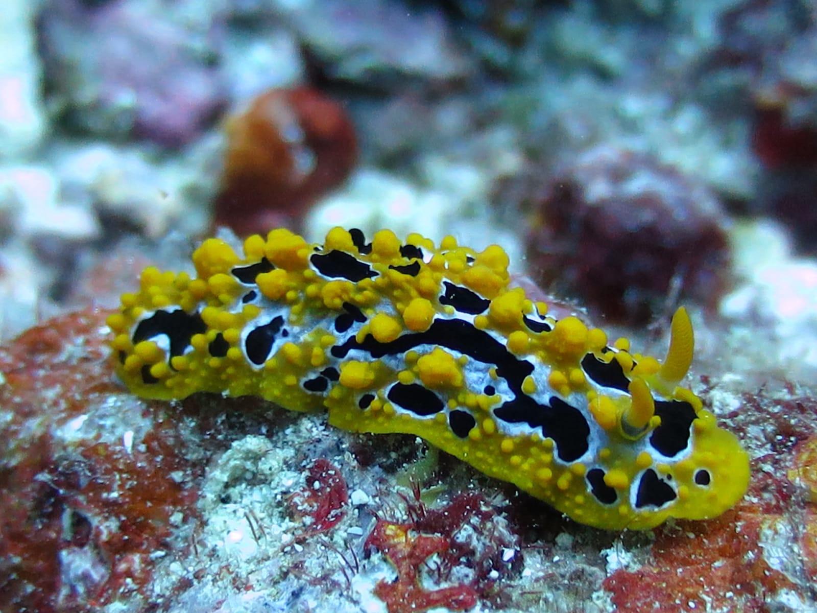Belle Mare Scuba Discovery: East Coast Mauritius Dive