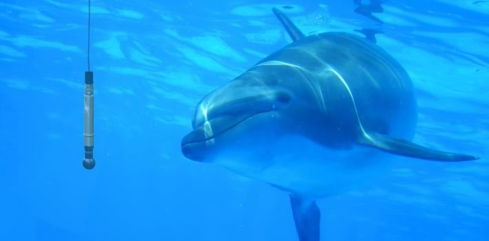 Eco-Friendly Whale & Dolphin Catamaran Cruise in Costa Adeje