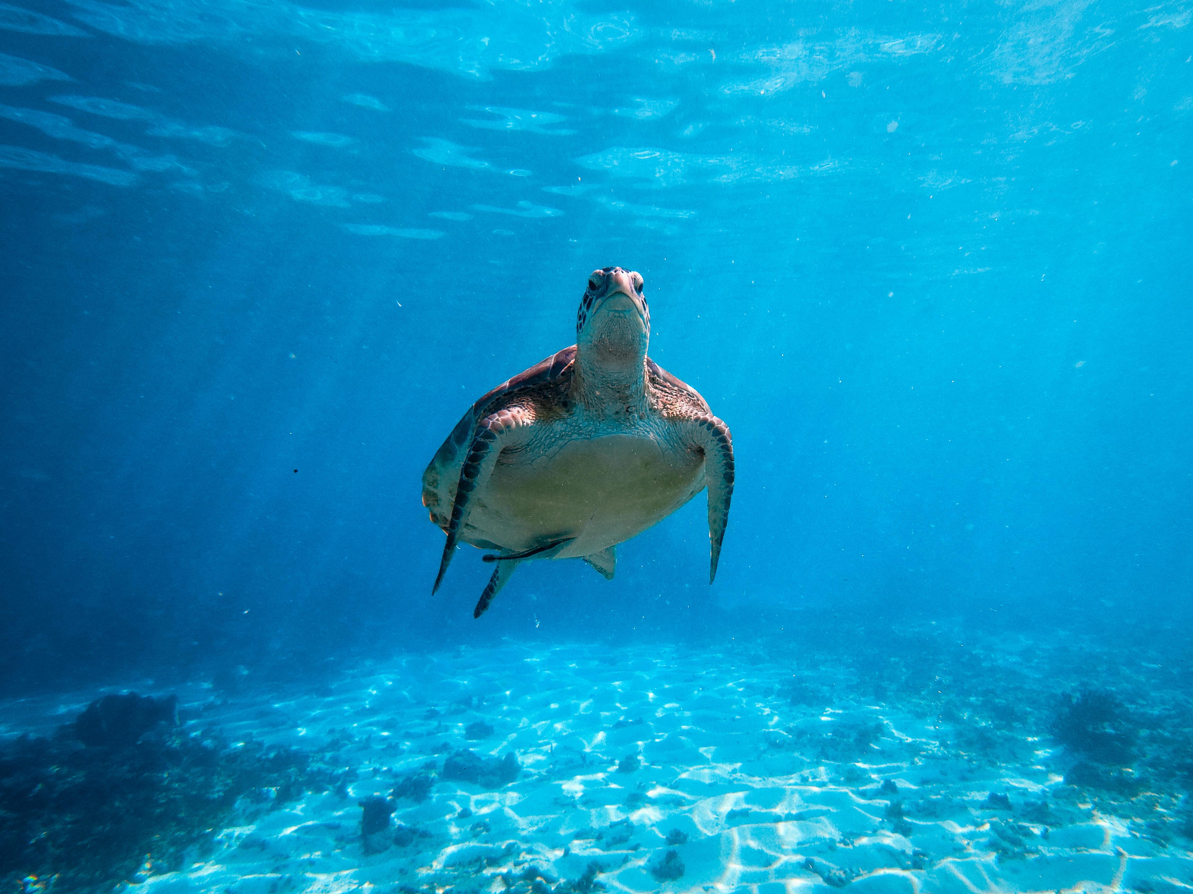Tulum Ocean Snorkel: Sea Turtles, Coral Reef & Ruins View