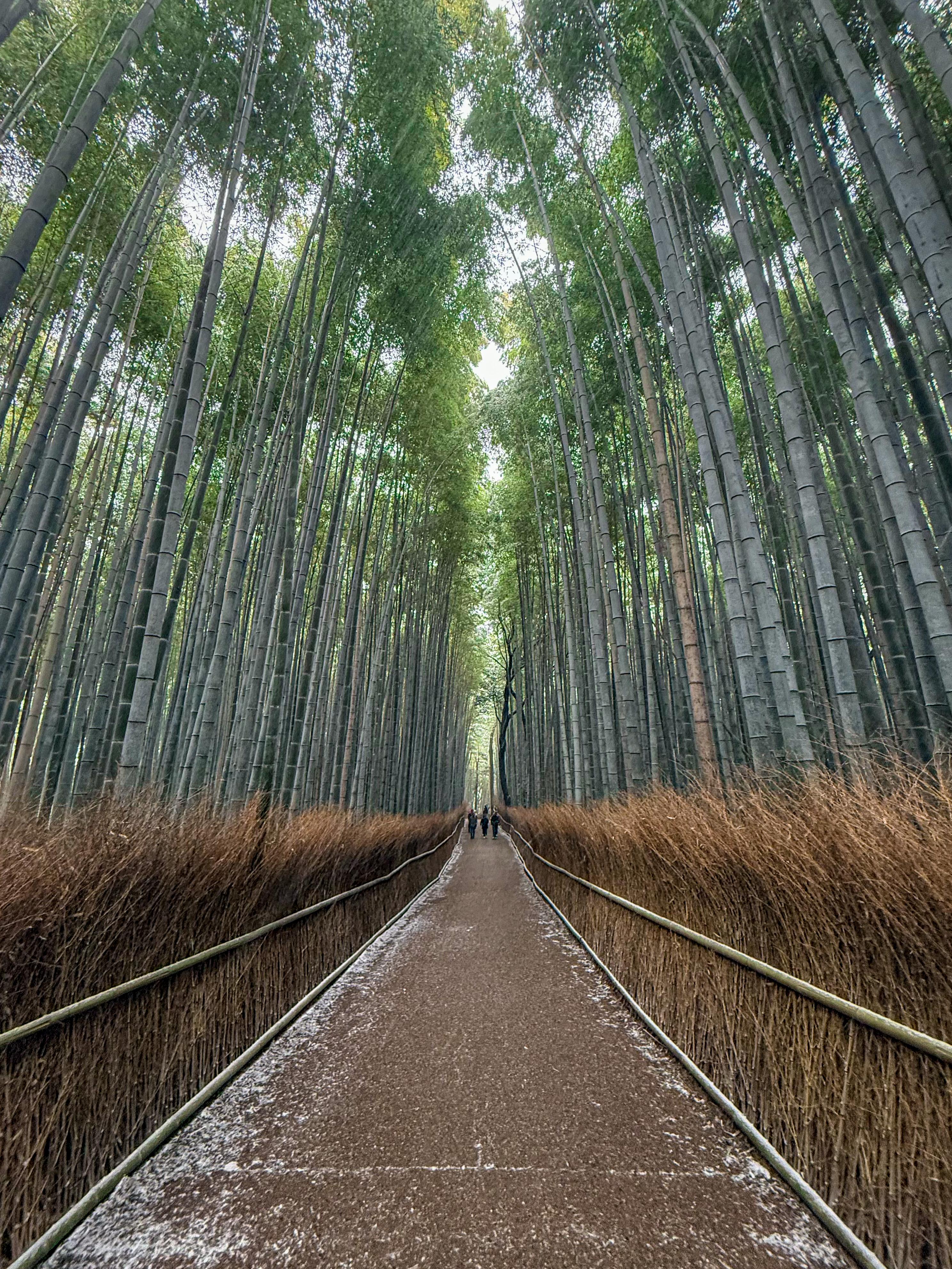 Kyoto Private Day Tour with Guide & Vehicle