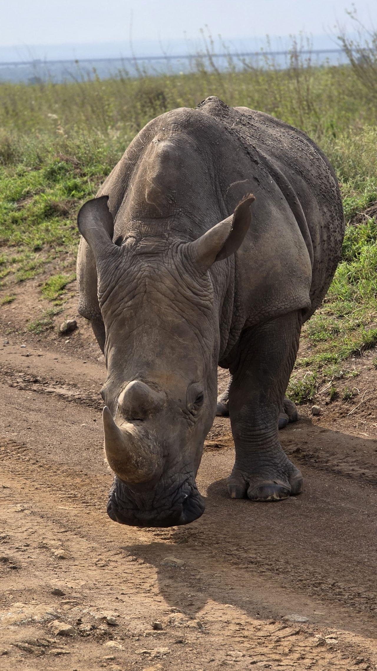 Nairobi Safari: National Park, Elephant Orphanage & Giraffe Center