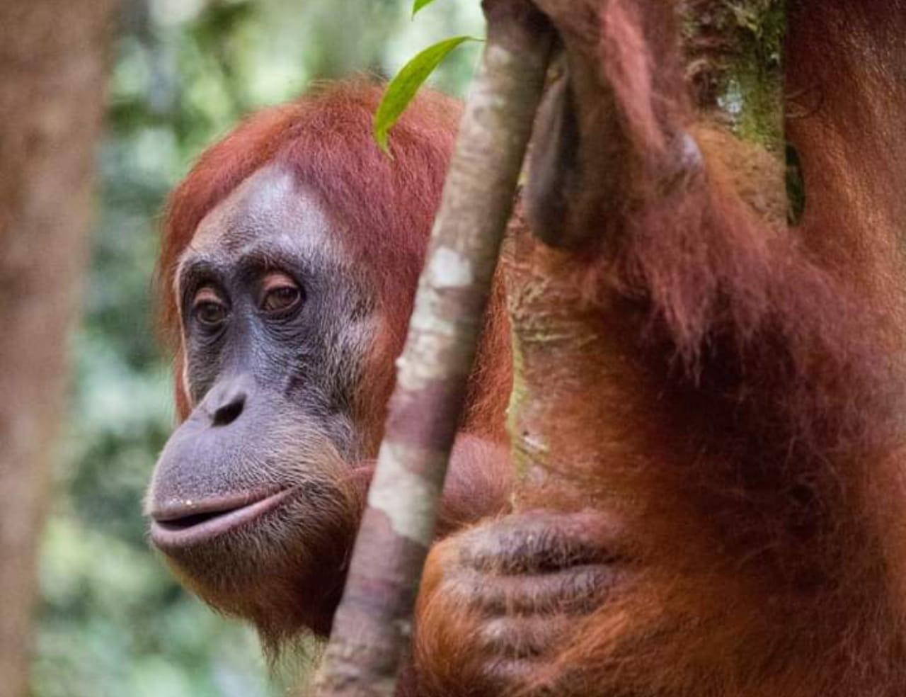 3-Day Sumatra Jungle Trek & Wildlife Adventure