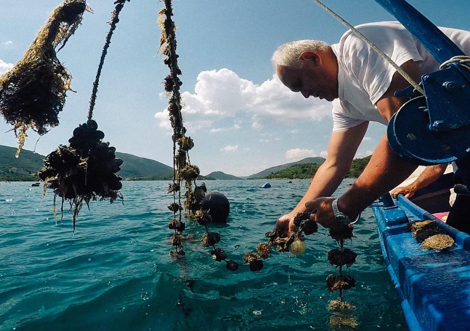 Pelješac Peninsula Oyster Farm & Wine Tasting Tour