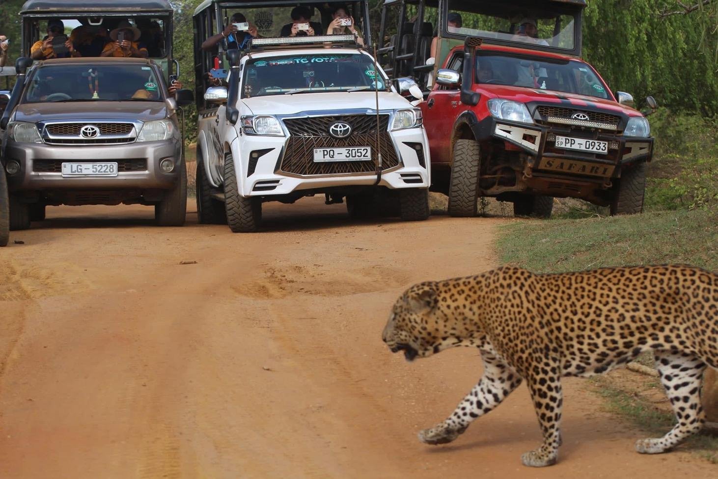 Private Yala National Park Safari with All-Inclusive Transfers