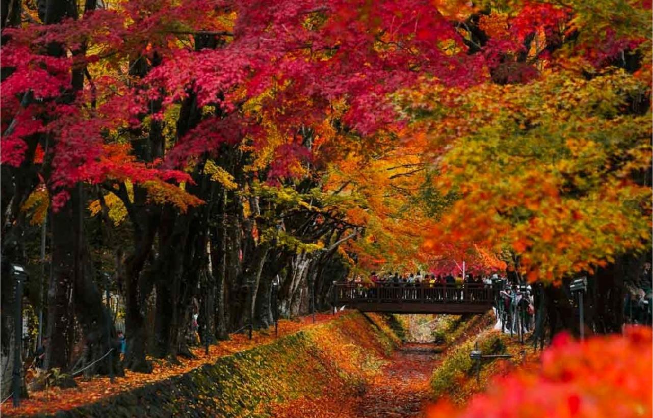 Mount Fuji Day Trip: Scenic Parks, Springs, and Photo Hotspots