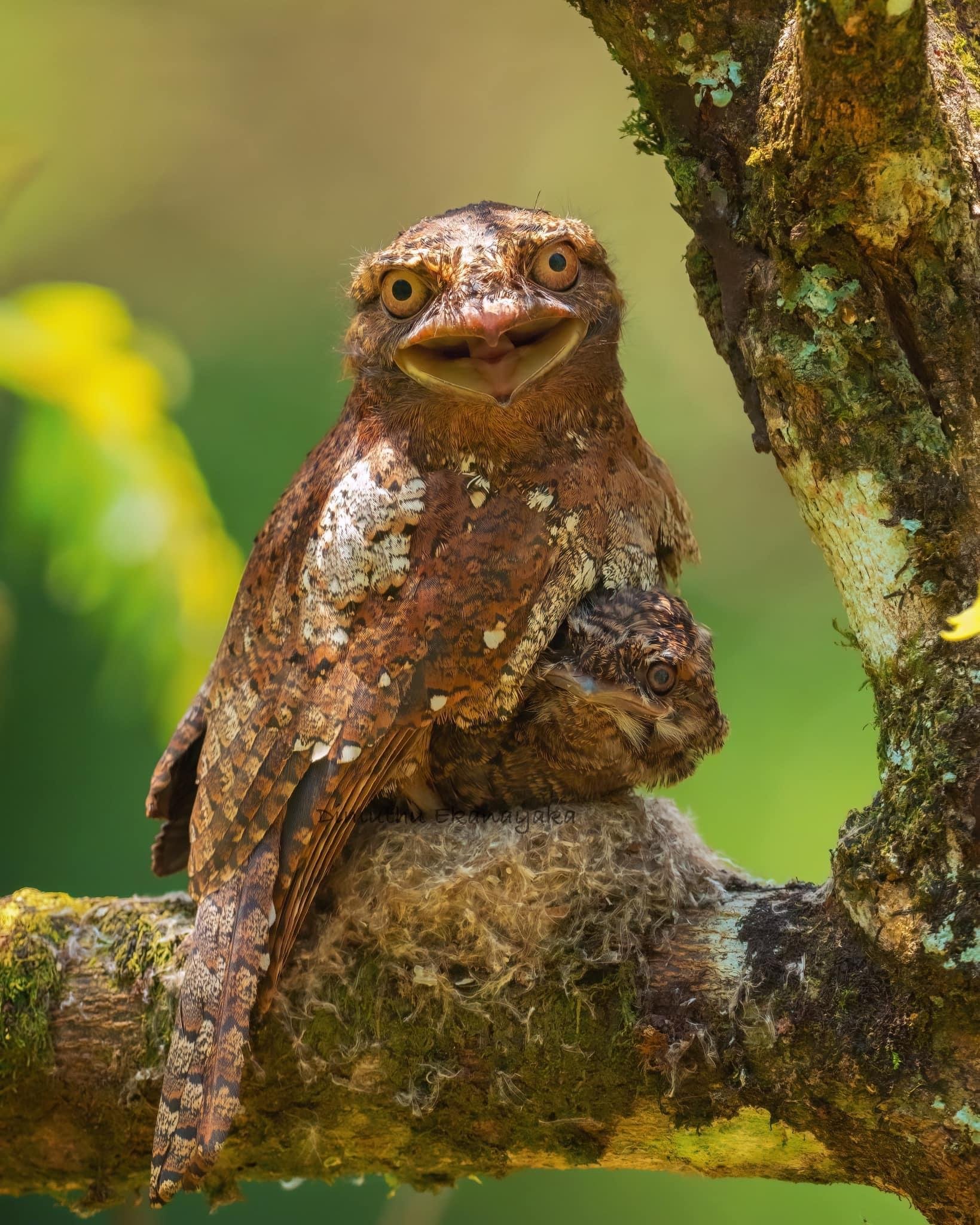 Private Full-Day Wilpattu National Park Jeep Safari