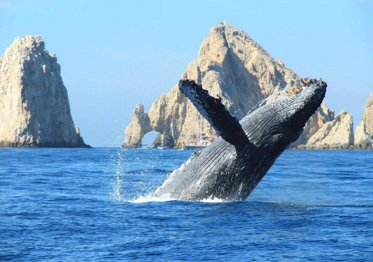 Cabo Private Yacht Experience: Arch, Snorkeling & Gourmet Bites