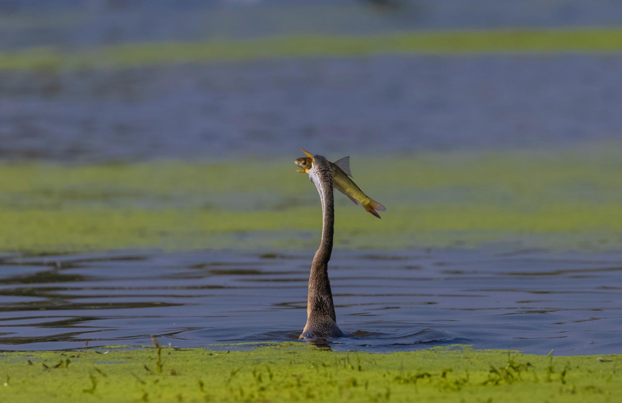 Agra Full-Day Tour: Taj Mahal, Fatehpur Sikri & Keoladeo Safari