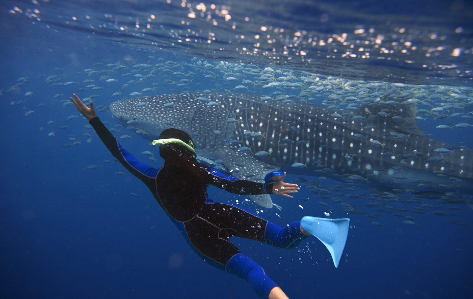 La Paz Whale Shark Snorkeling Adventure
