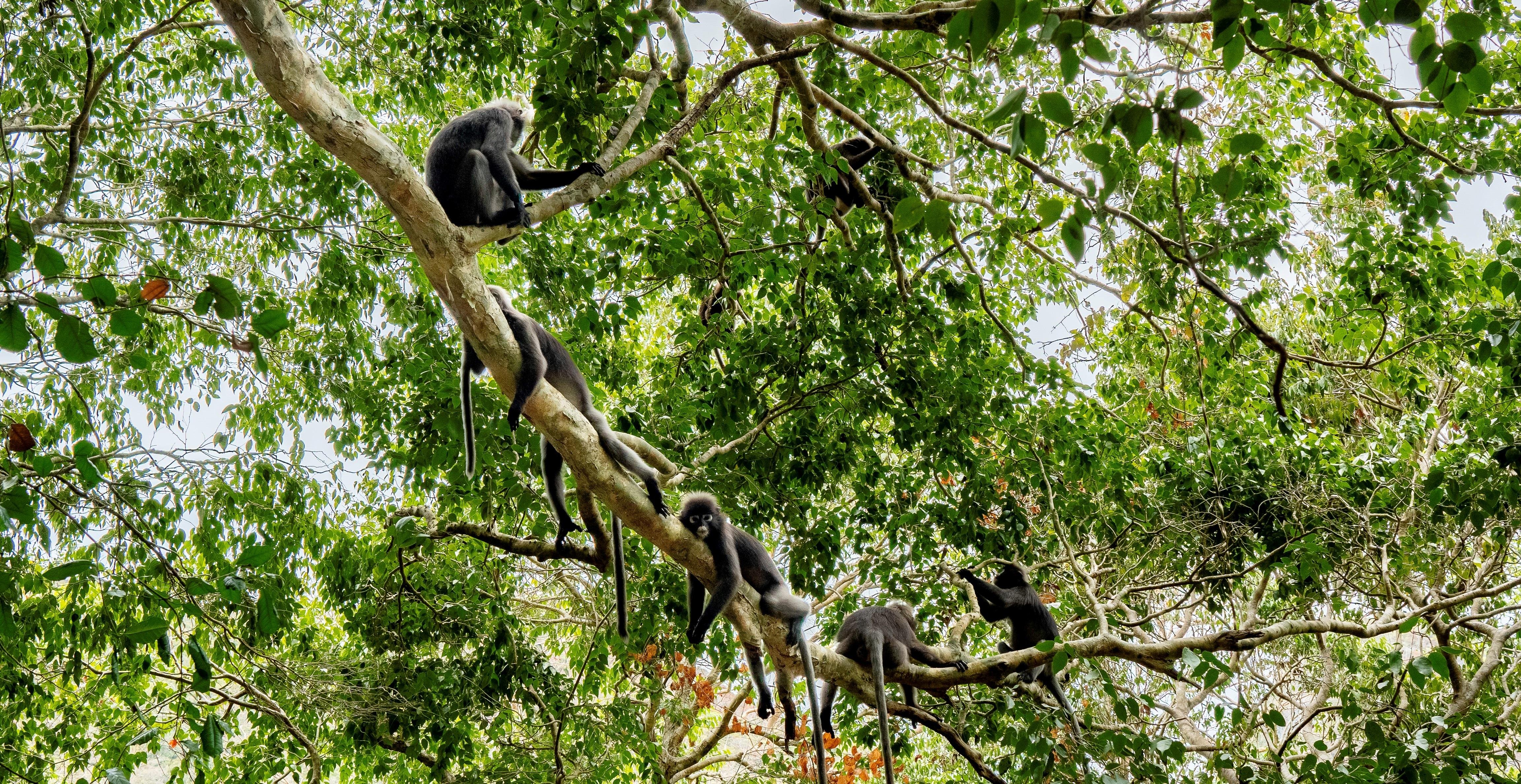 Mu Ko Ang Thong National Park Cruise & Optional Kayaking