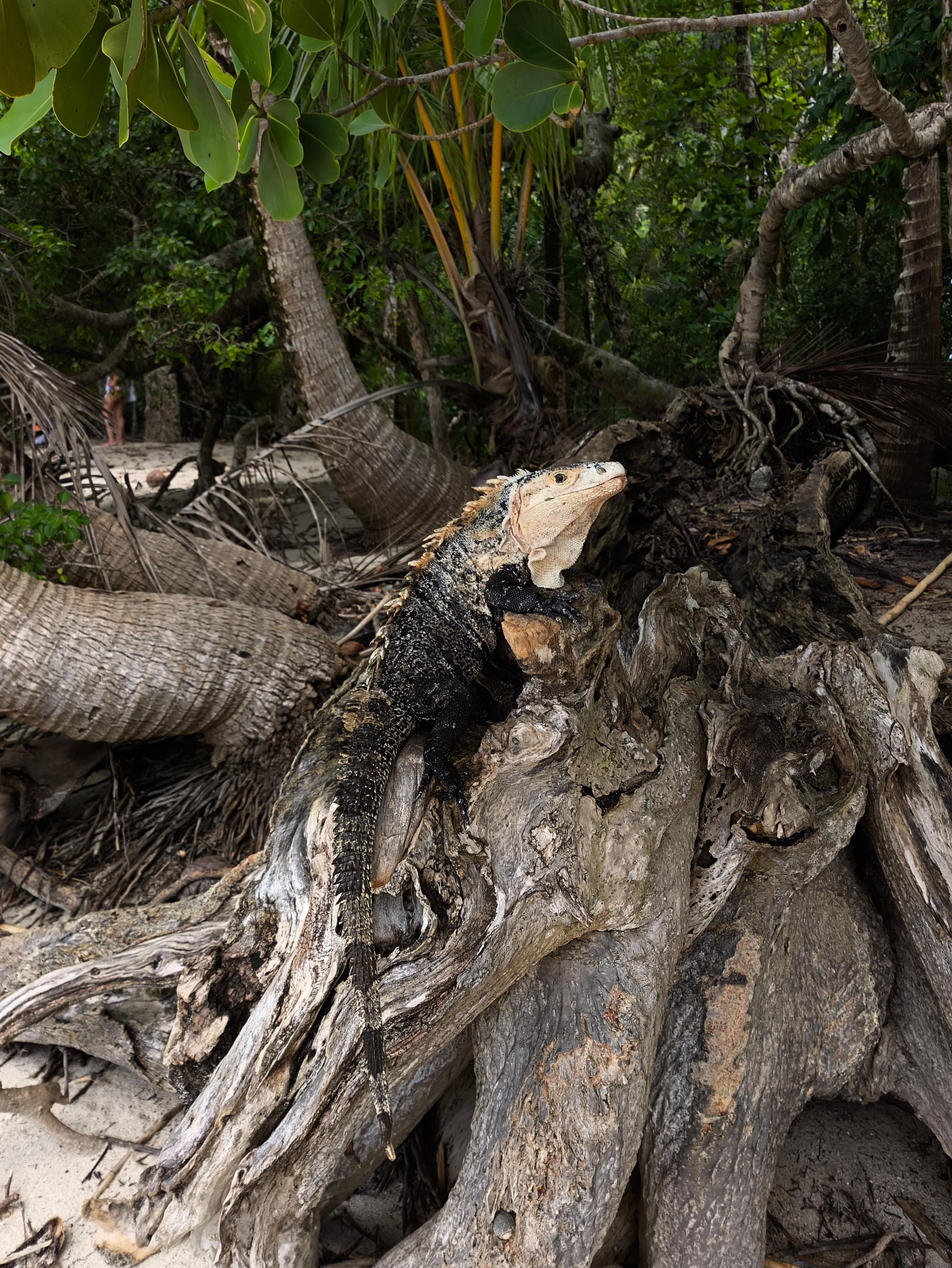 Manuel Antonio National Park: Expert-Guided Wildlife Hike