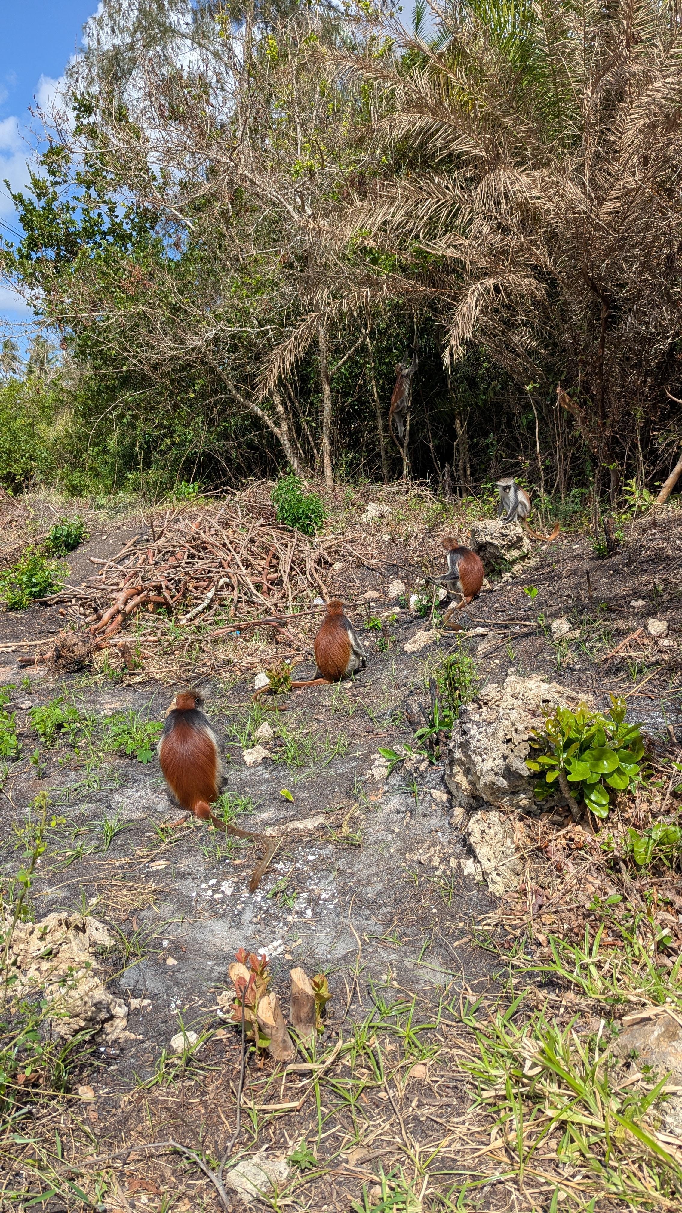 Zanzibar: Jozani Forest & Salaam Cave Sea Turtle Tour