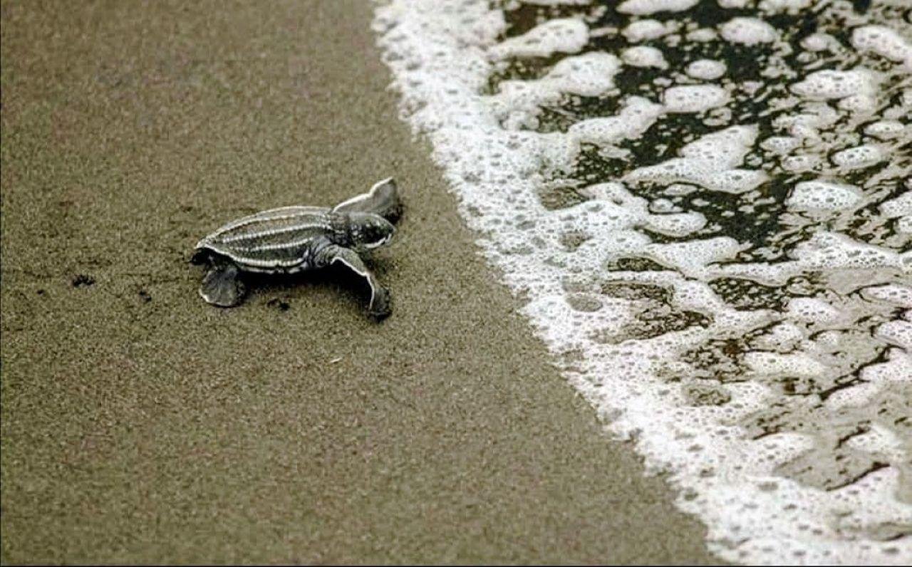Tortuguero Sea Turtle Nesting Experience