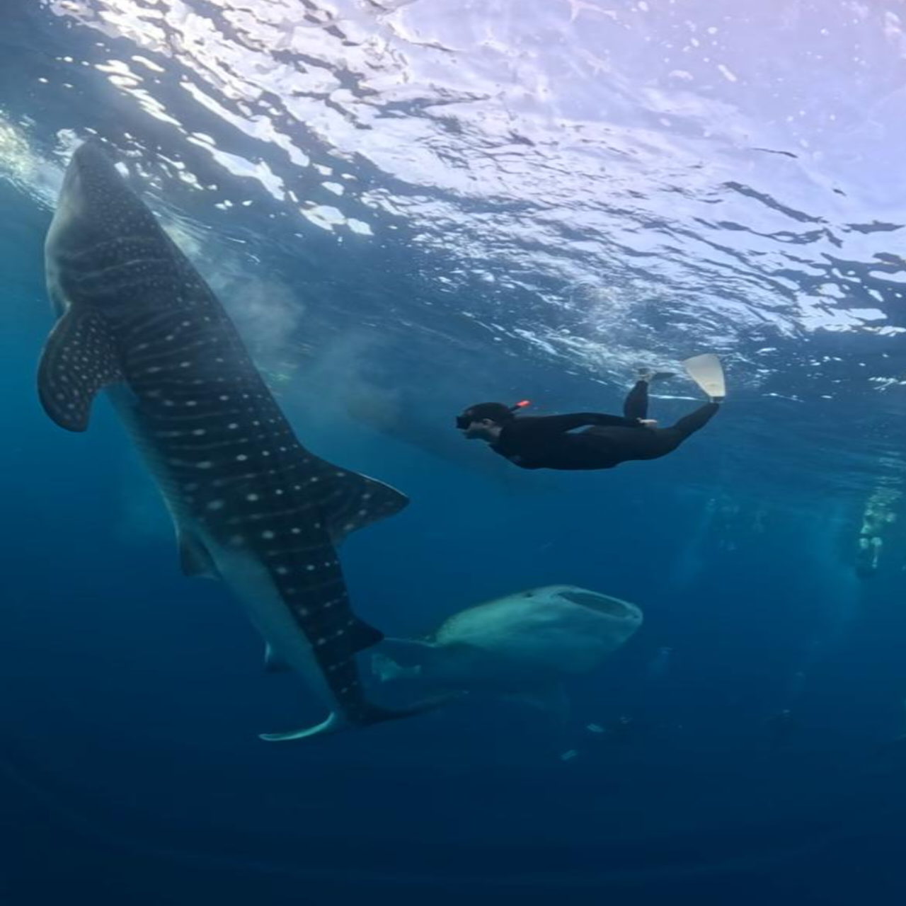 Whale Shark Encounter & Kanawa Island Escape
