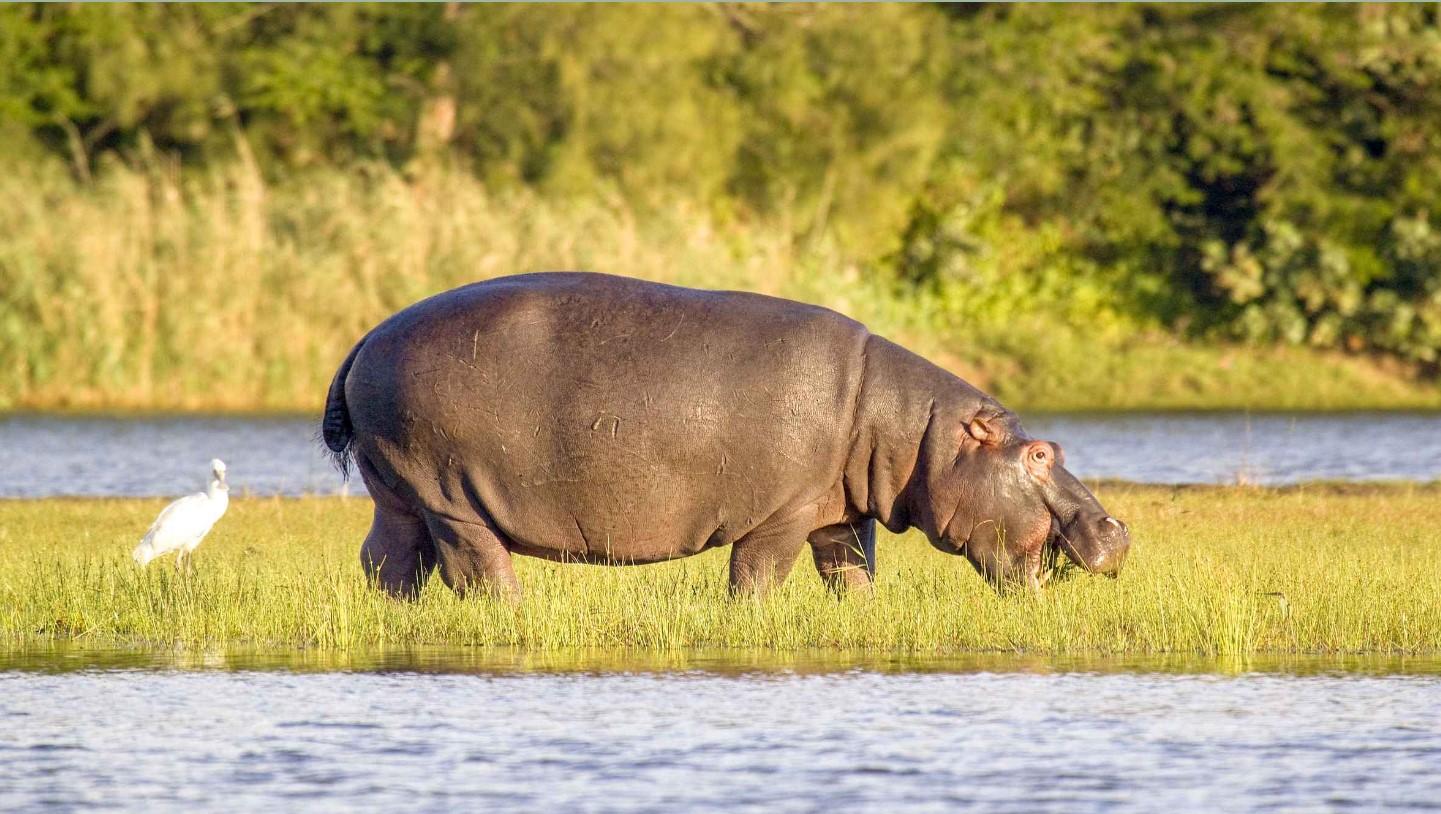 iSimangaliso Wetlands Boat Safari & Game Drive from Durban