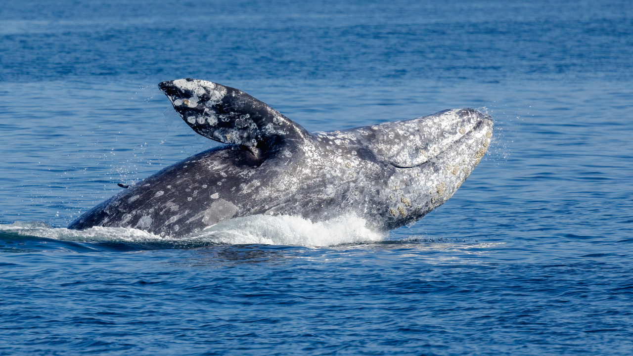 Seattle Half-Day Salish Sea Whale Watching Cruise
