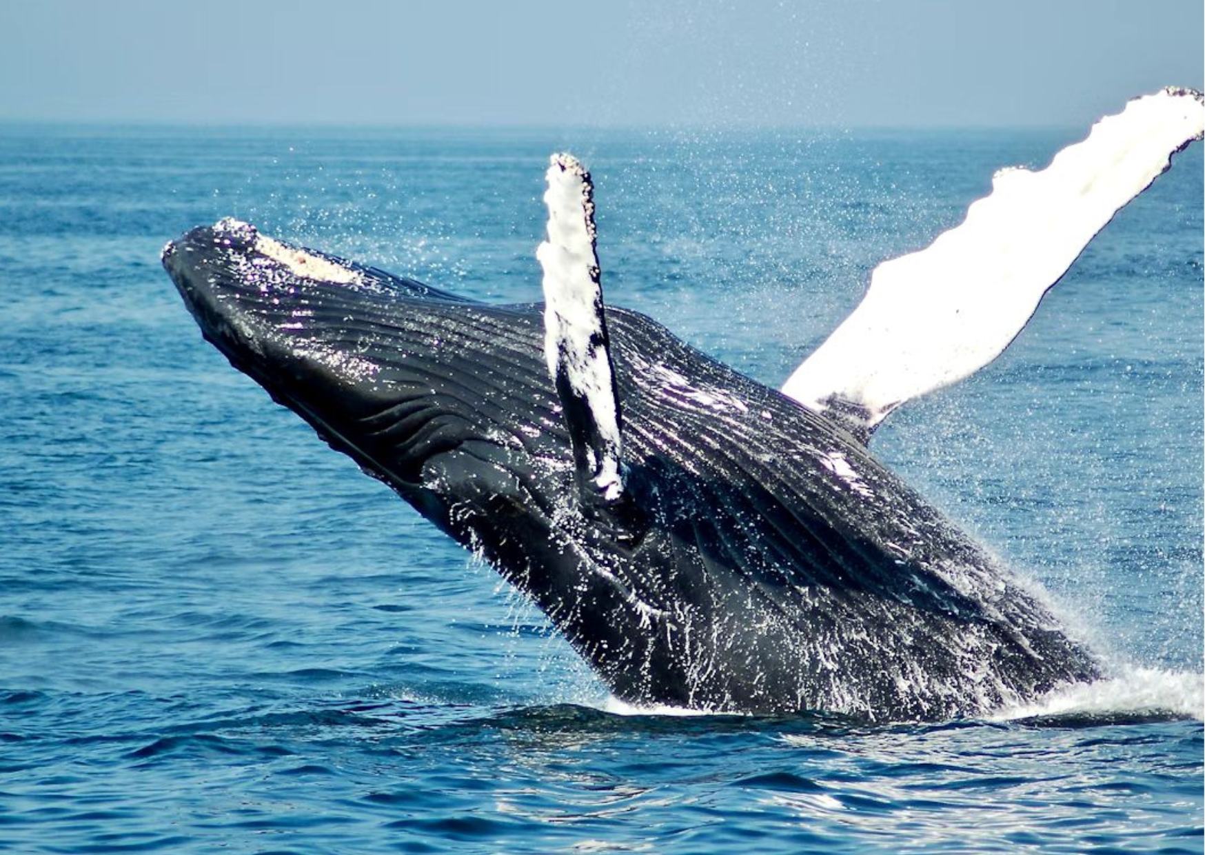 Whale Watching & Marine Life Tour – Marino Ballena National Park