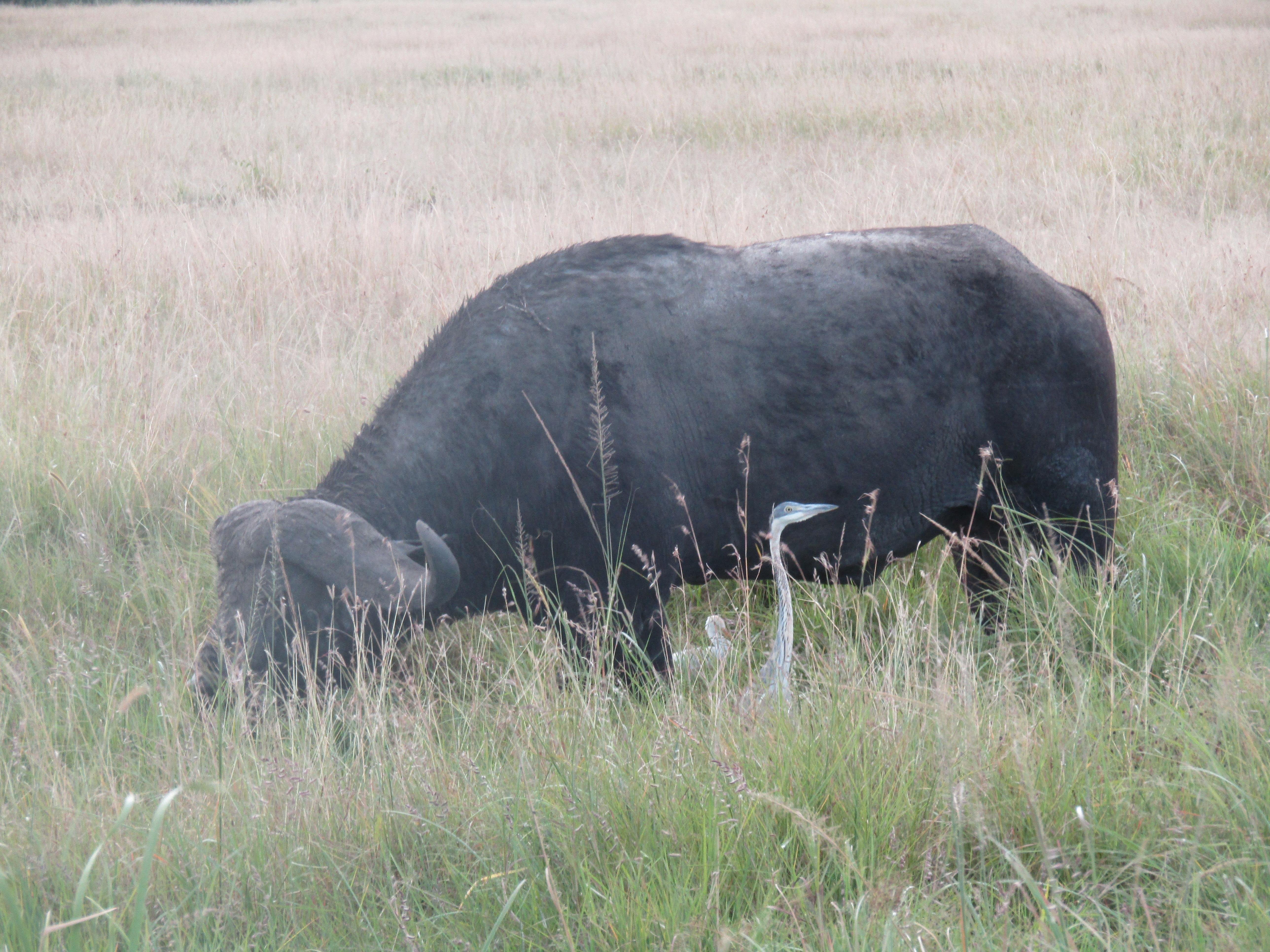 3-Day Masai Mara Safari Adventure from Nairobi
