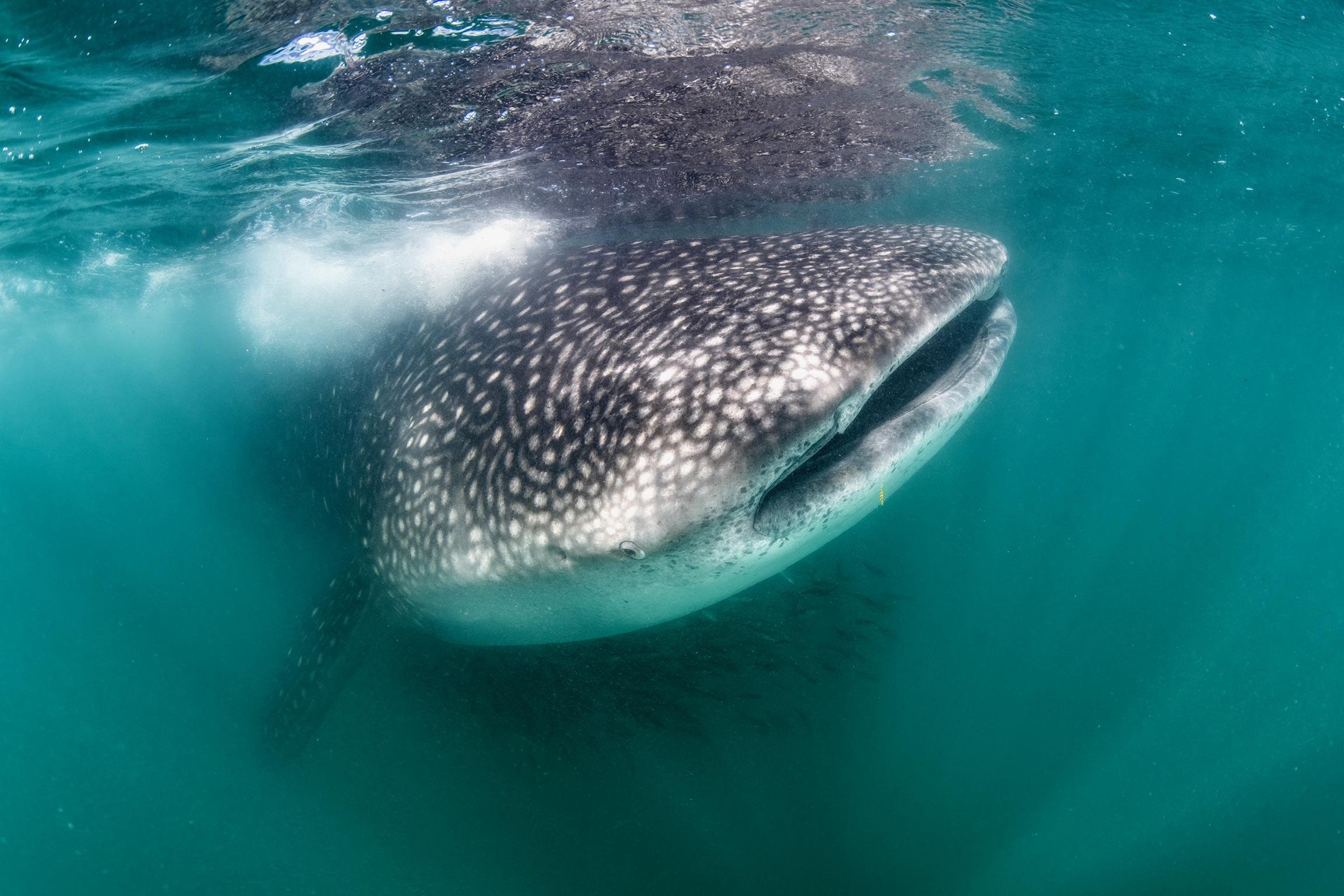 La Paz Whale Shark Snorkeling Adventure