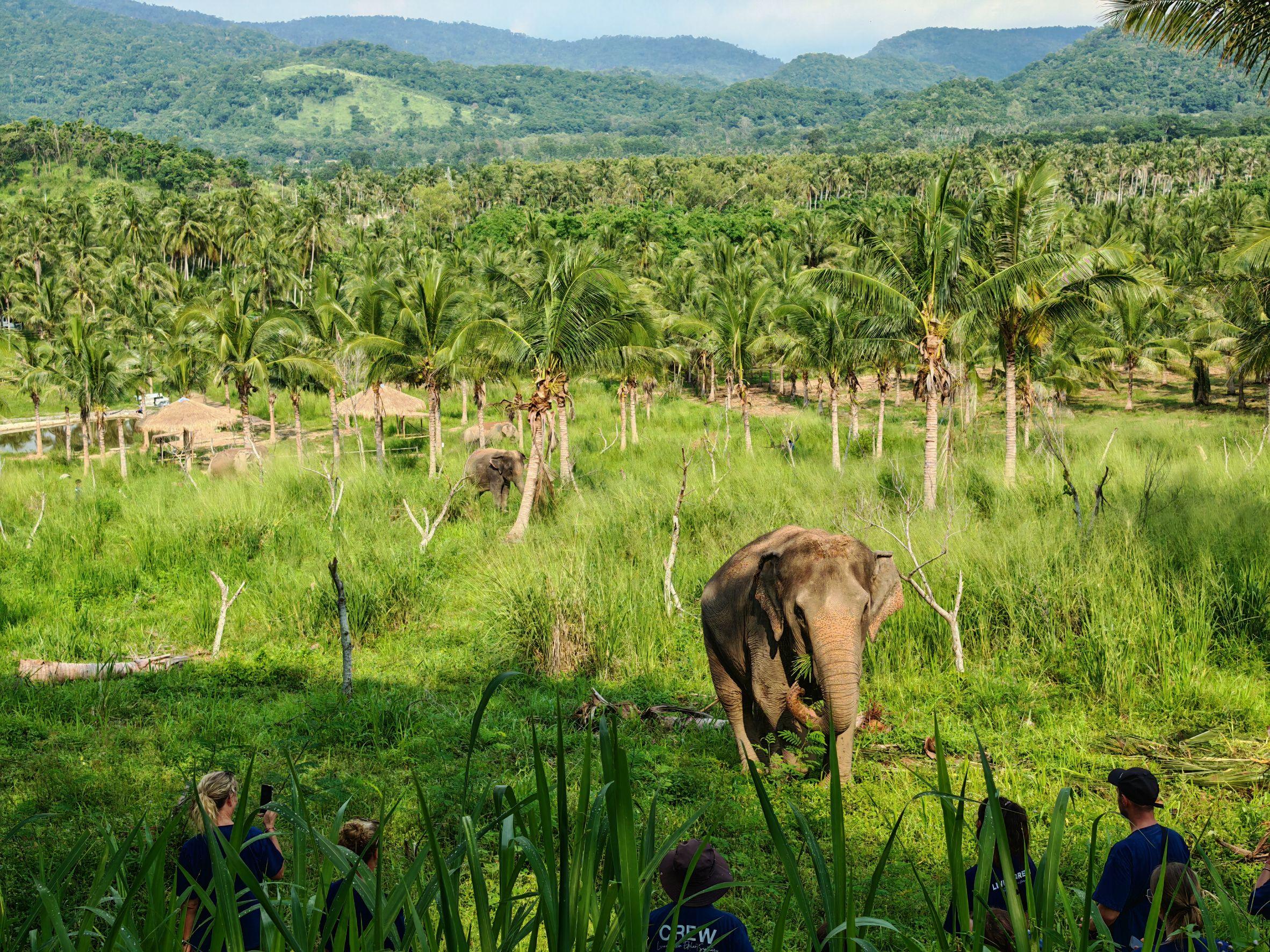 Living Green Elephant Sanctuary Day Trip from Pattaya