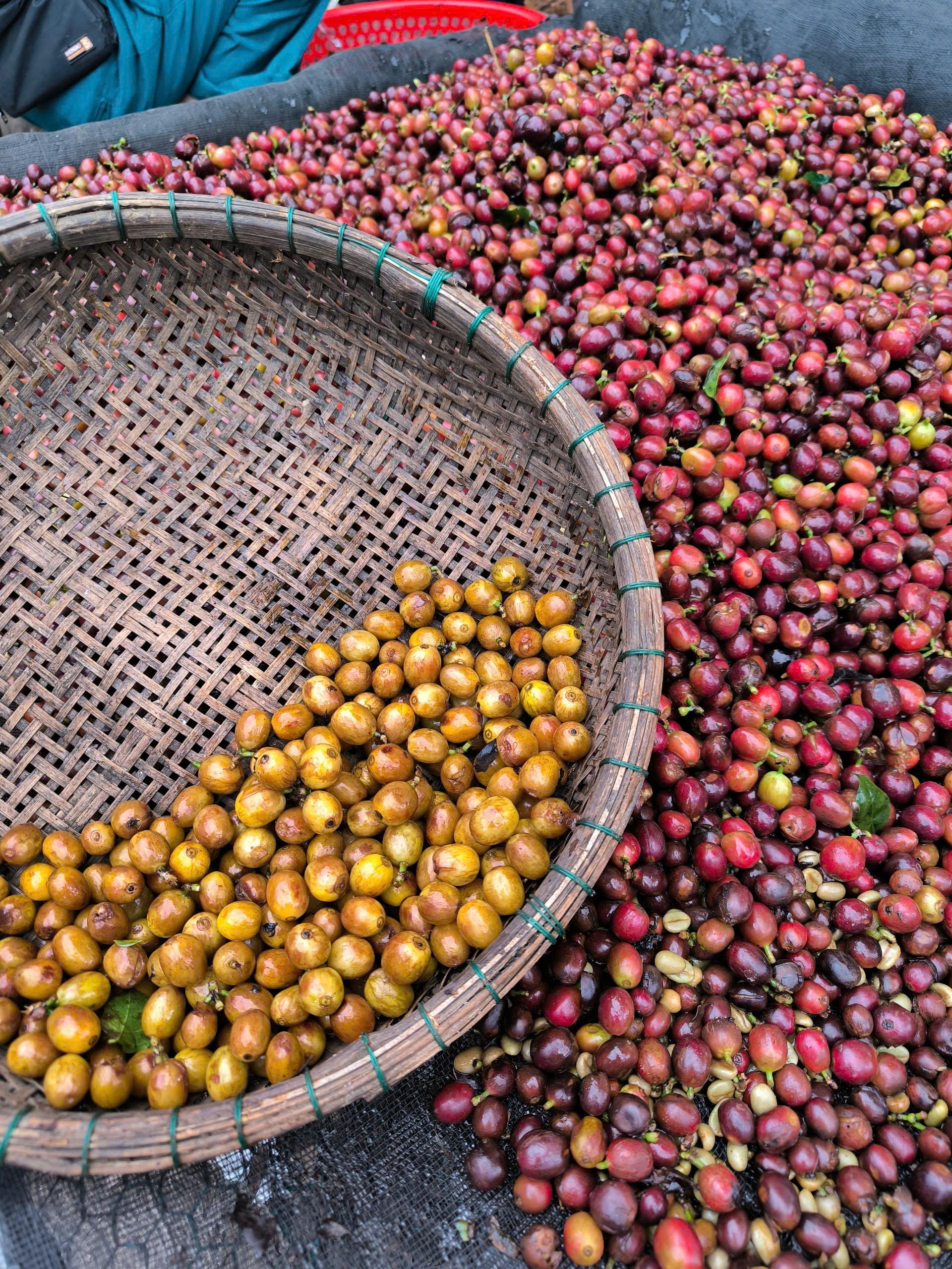 coffee tour in Dalat — photo 3