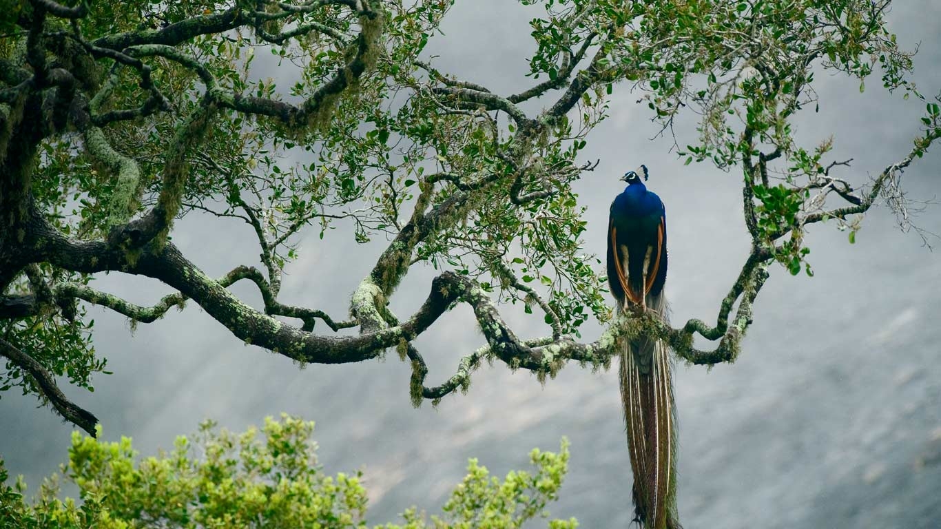 Yala National Park Wildlife Safari: Morning, Afternoon, or Full-Day