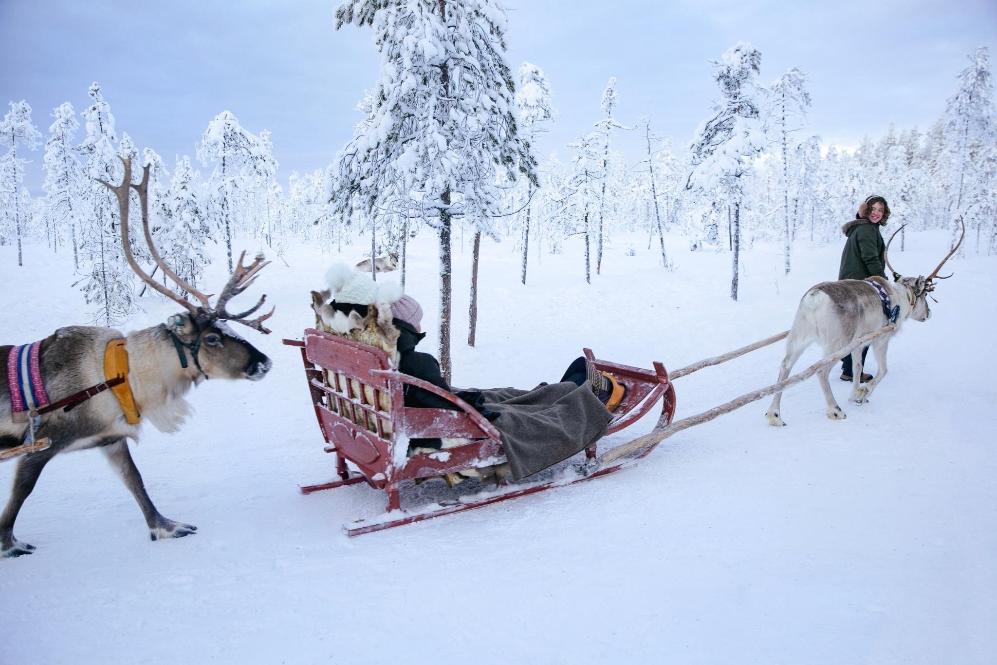 Rovaniemi Reindeer Safari & Sled Ride with Sámi Heritage