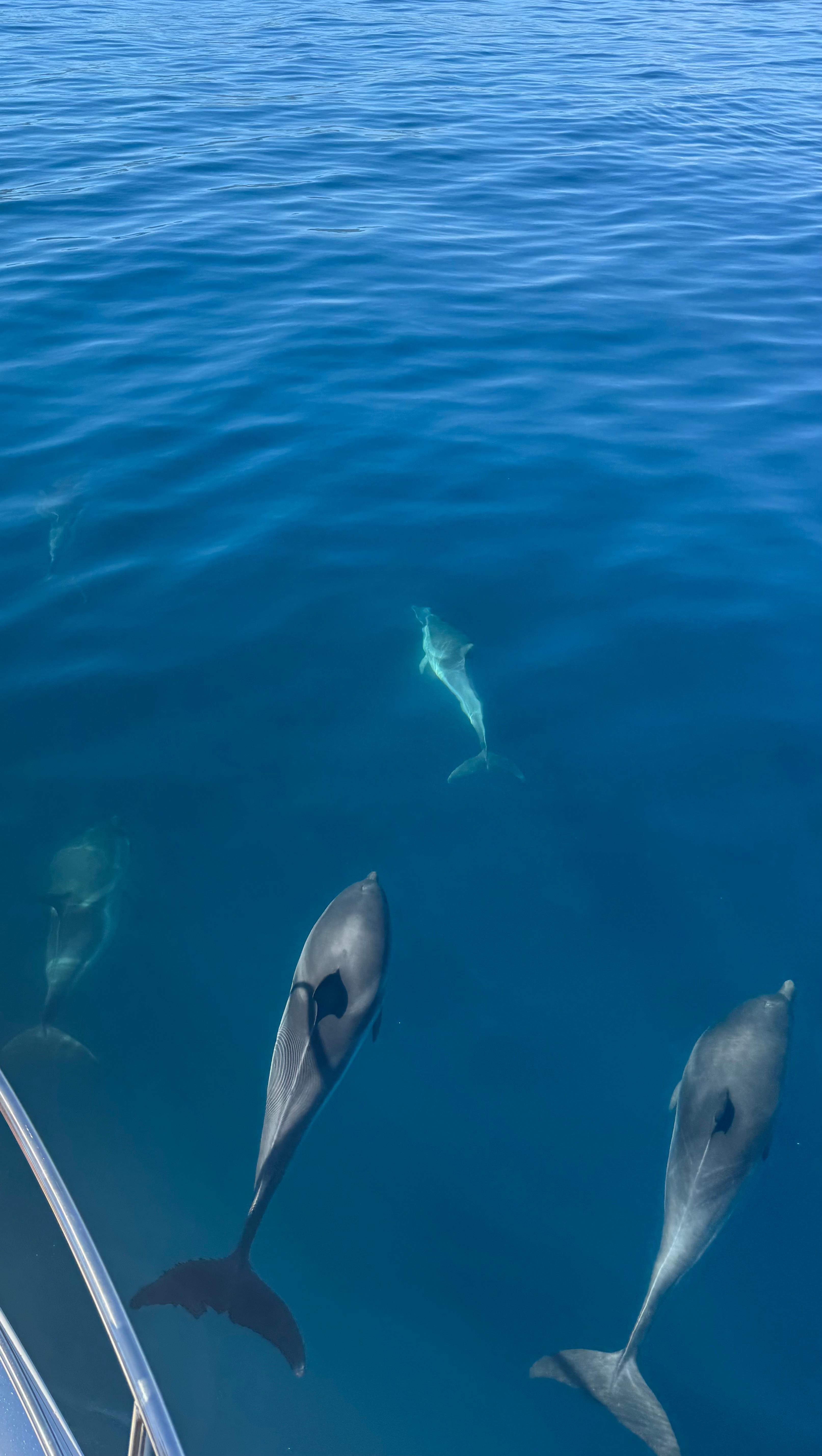 Taormina Sunset Catamaran & Dolphin Watching Cruise