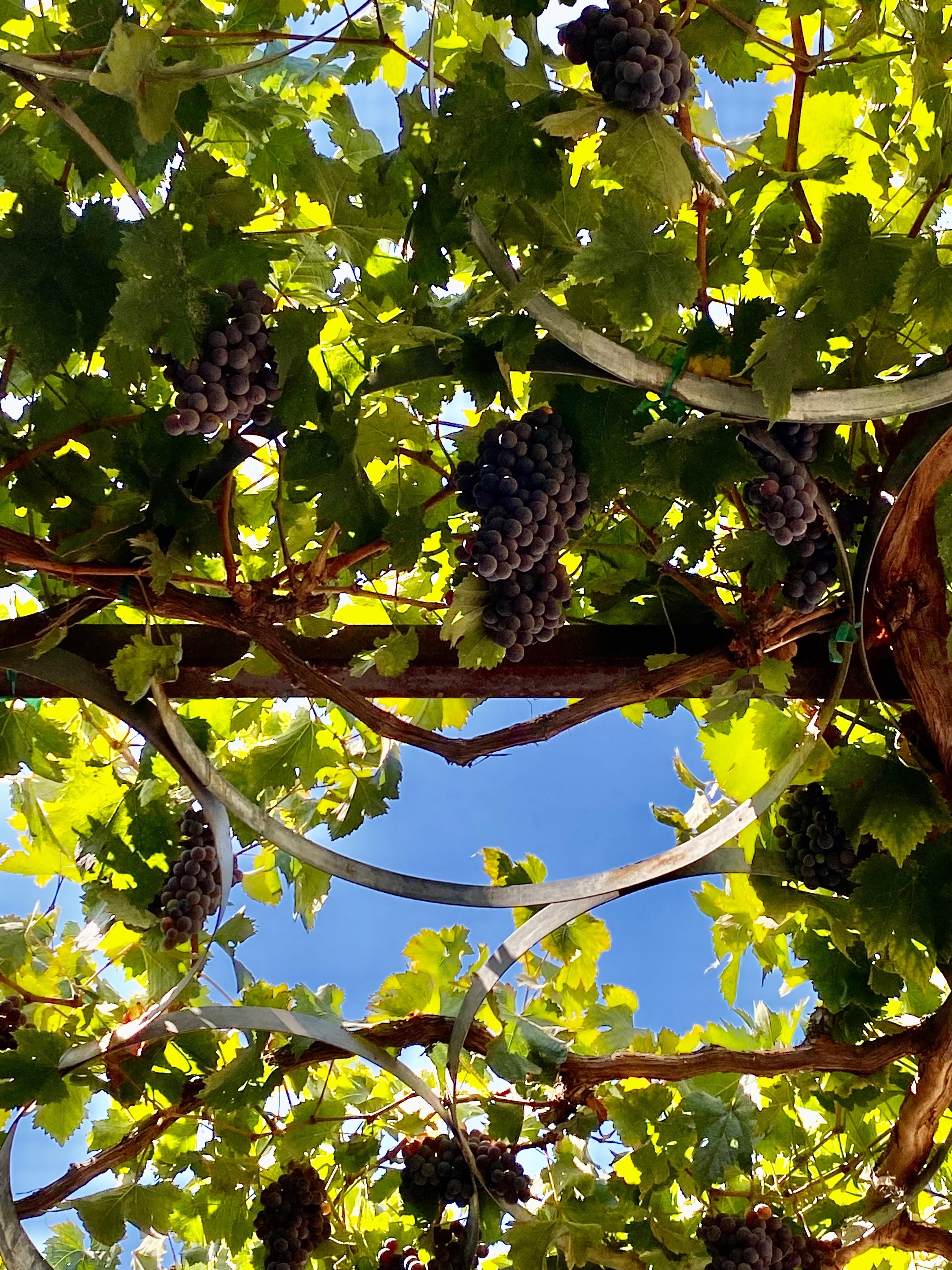 wine tour in Valle de Guadalupe — photo 42