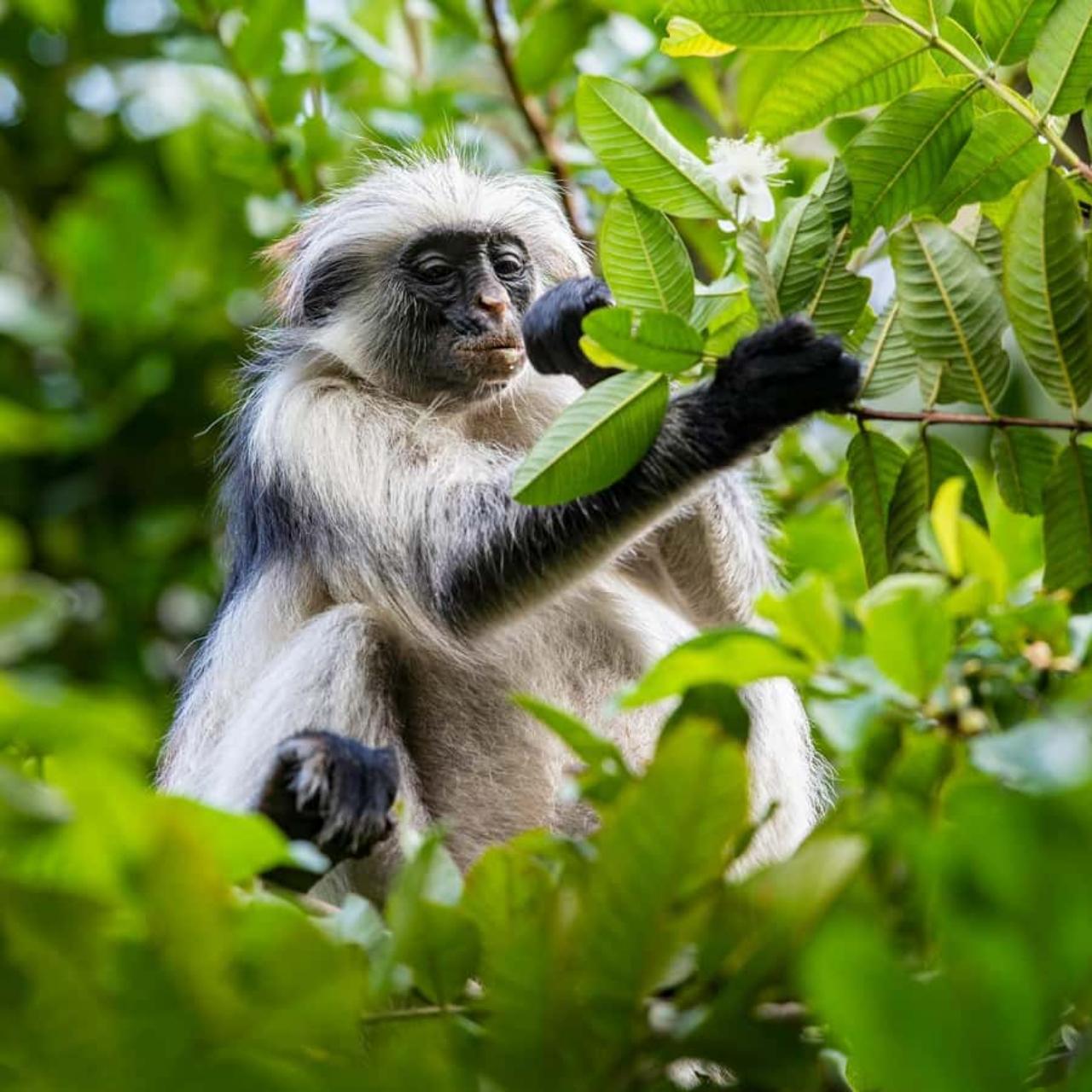 Zanzibar Jozani Forest & The Rock Restaurant Day Tour
