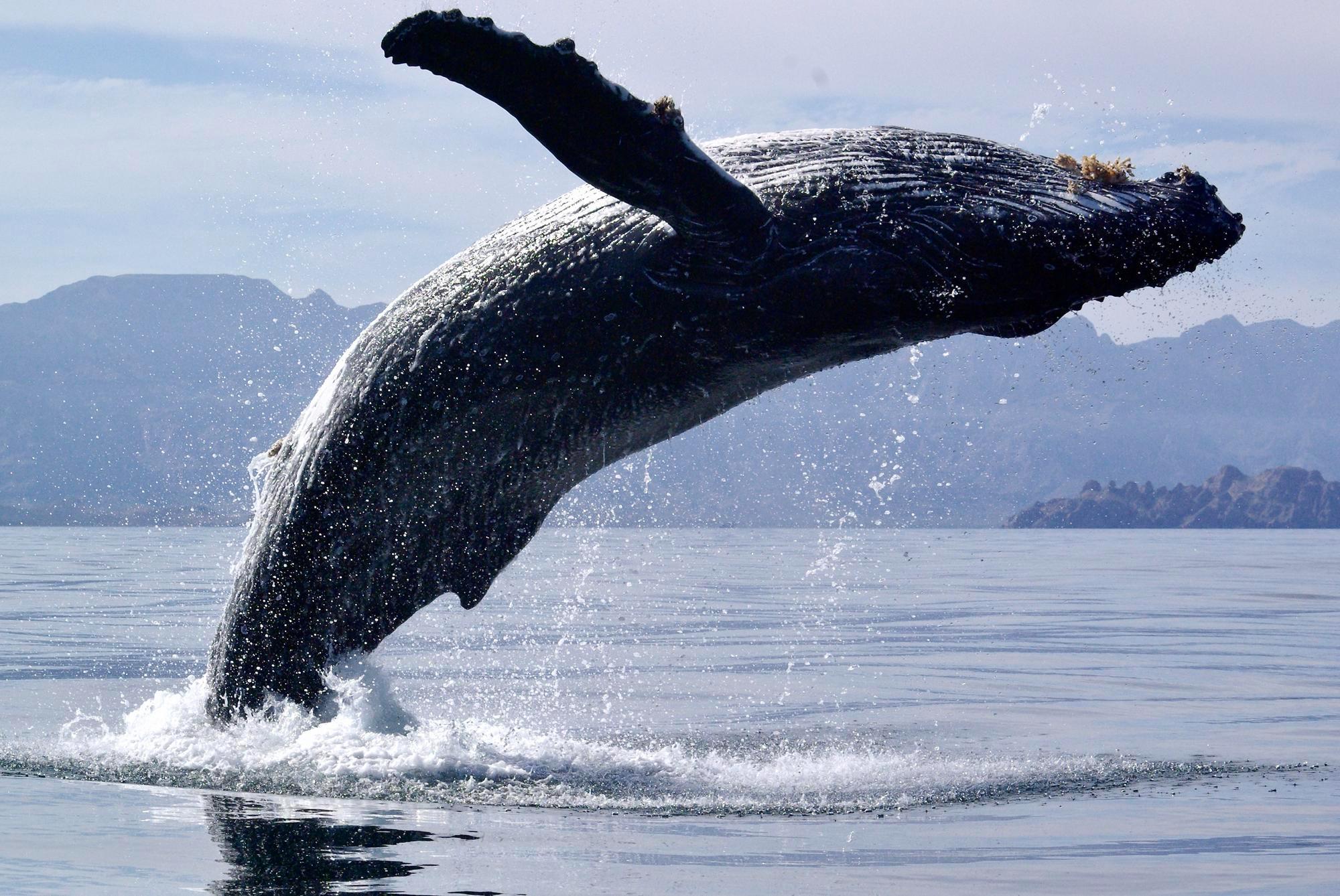 Hermanus Whale Watching & Wine Tasting Tour