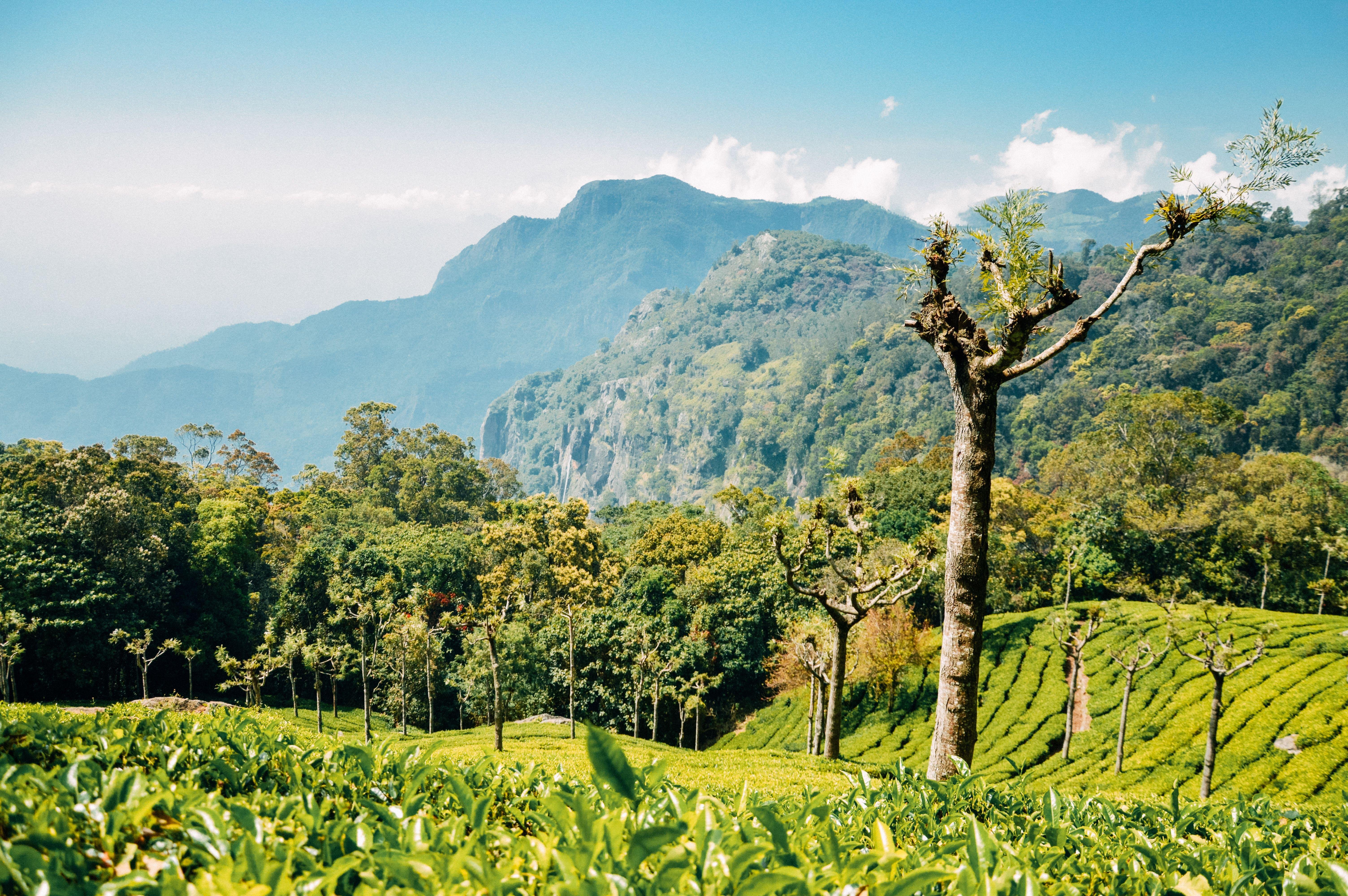 5-Day Kerala Escape: Munnar Hills, Thekkady Wildlife & Alleppey Houseboat