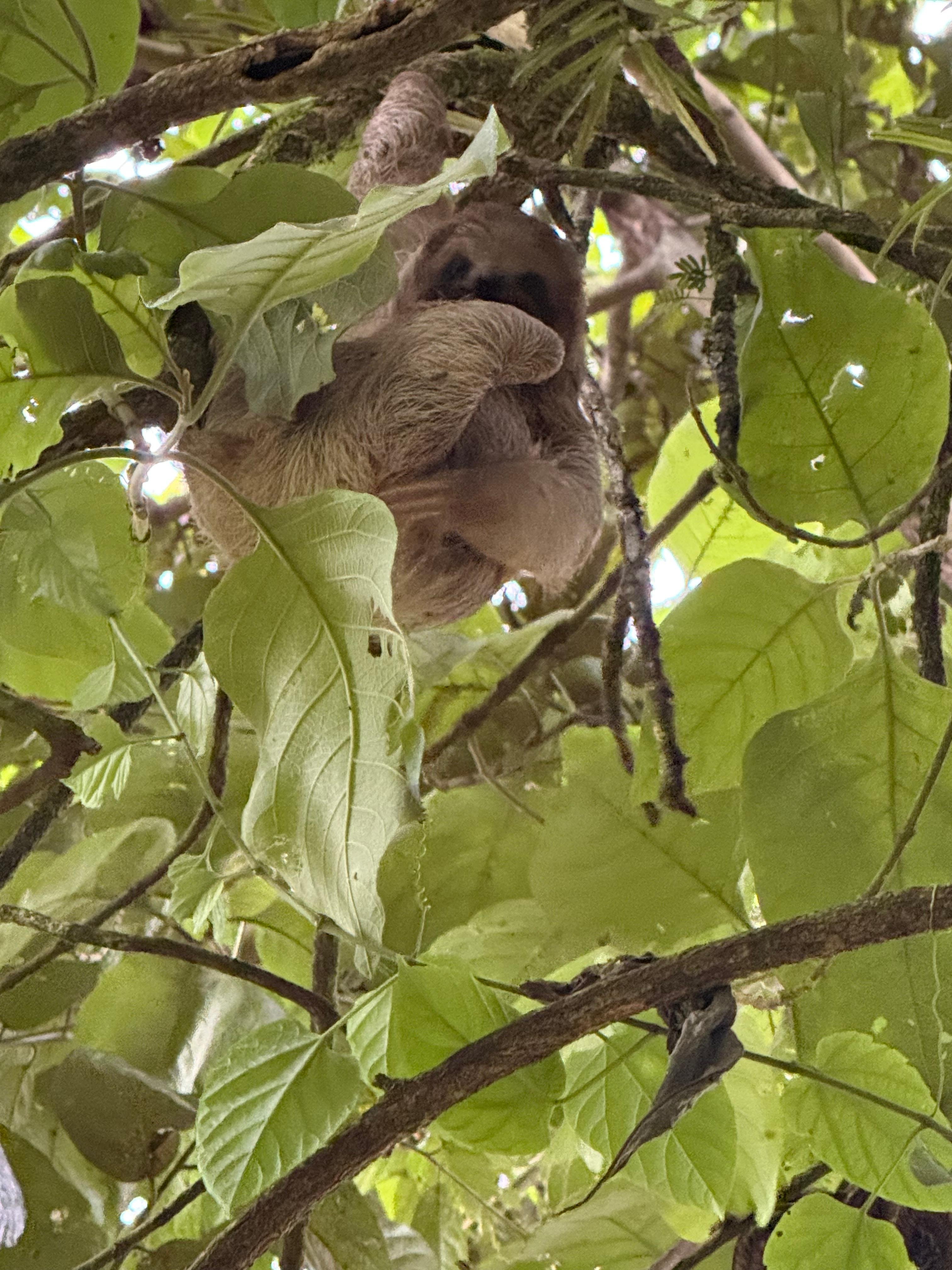 La Fortuna Private Rainforest Sloth Tour with Guaranteed Sighting