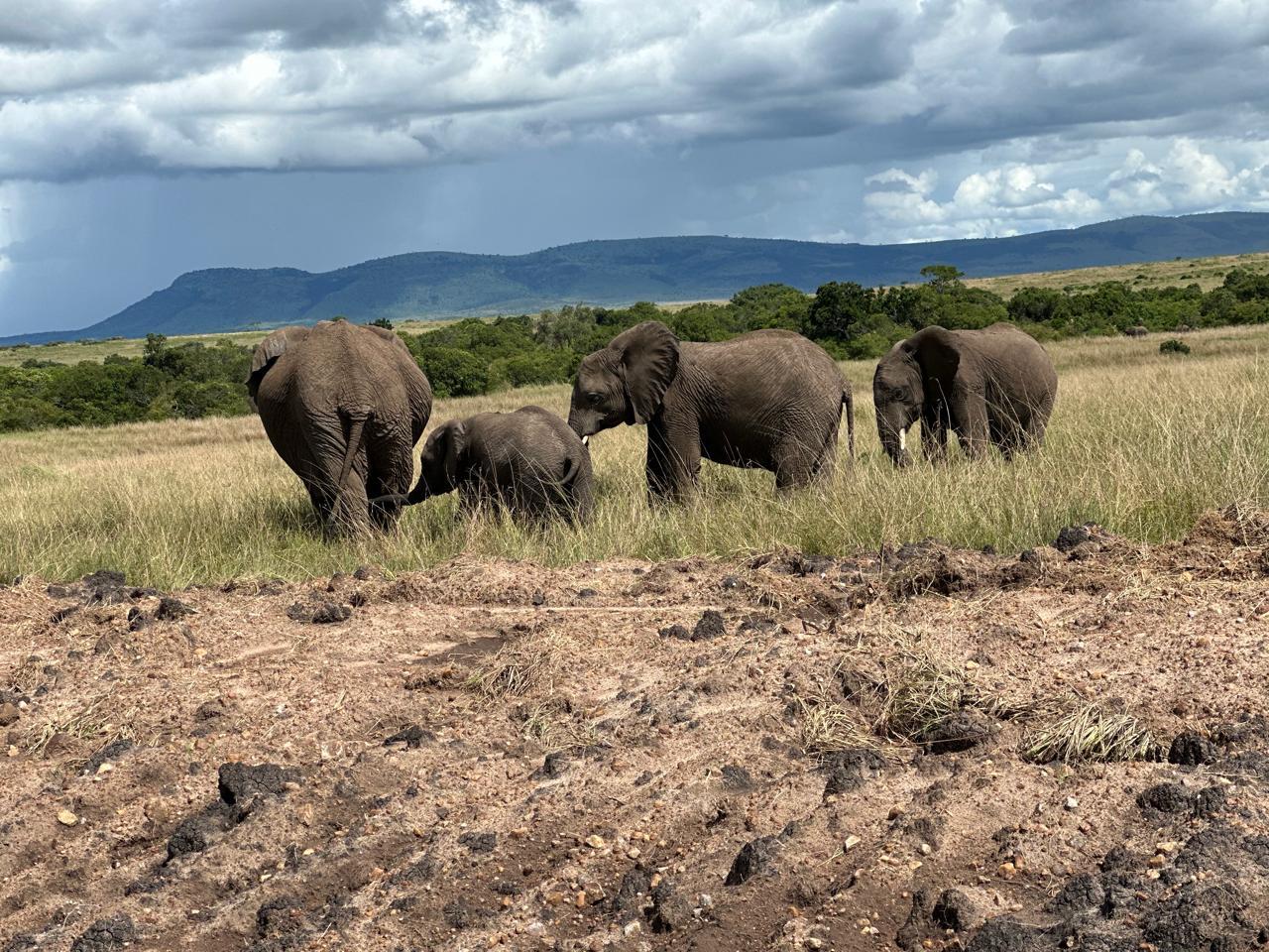 3-Day Maasai Mara Safari by 4WD Landcruiser from Nairobi