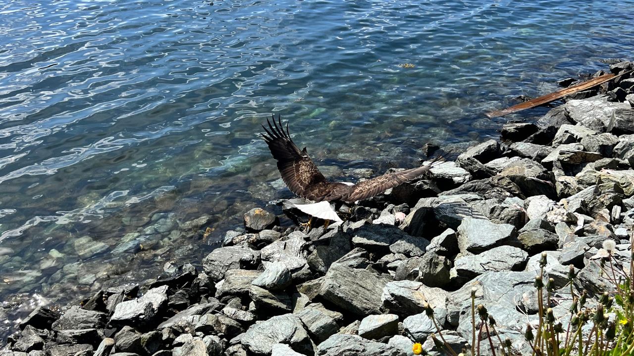 Premium Rainforest Experience in Ketchikan
