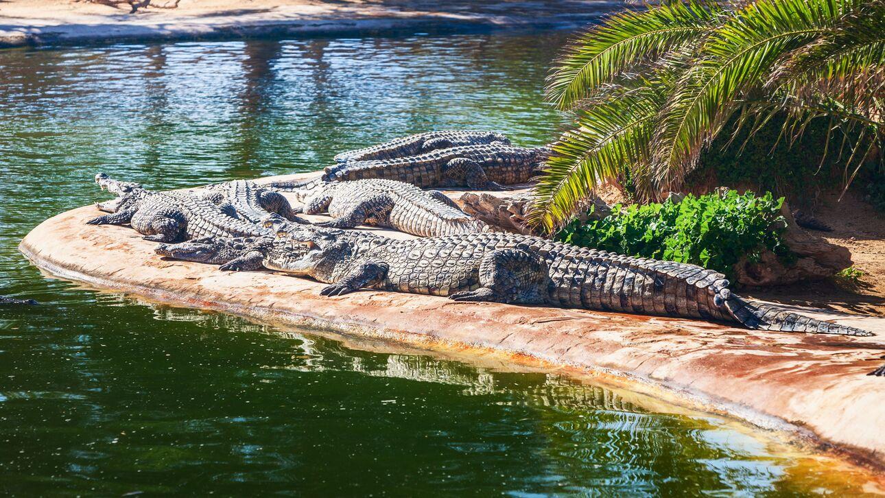 Djerba Explore Park & Crocodile Farm Tour