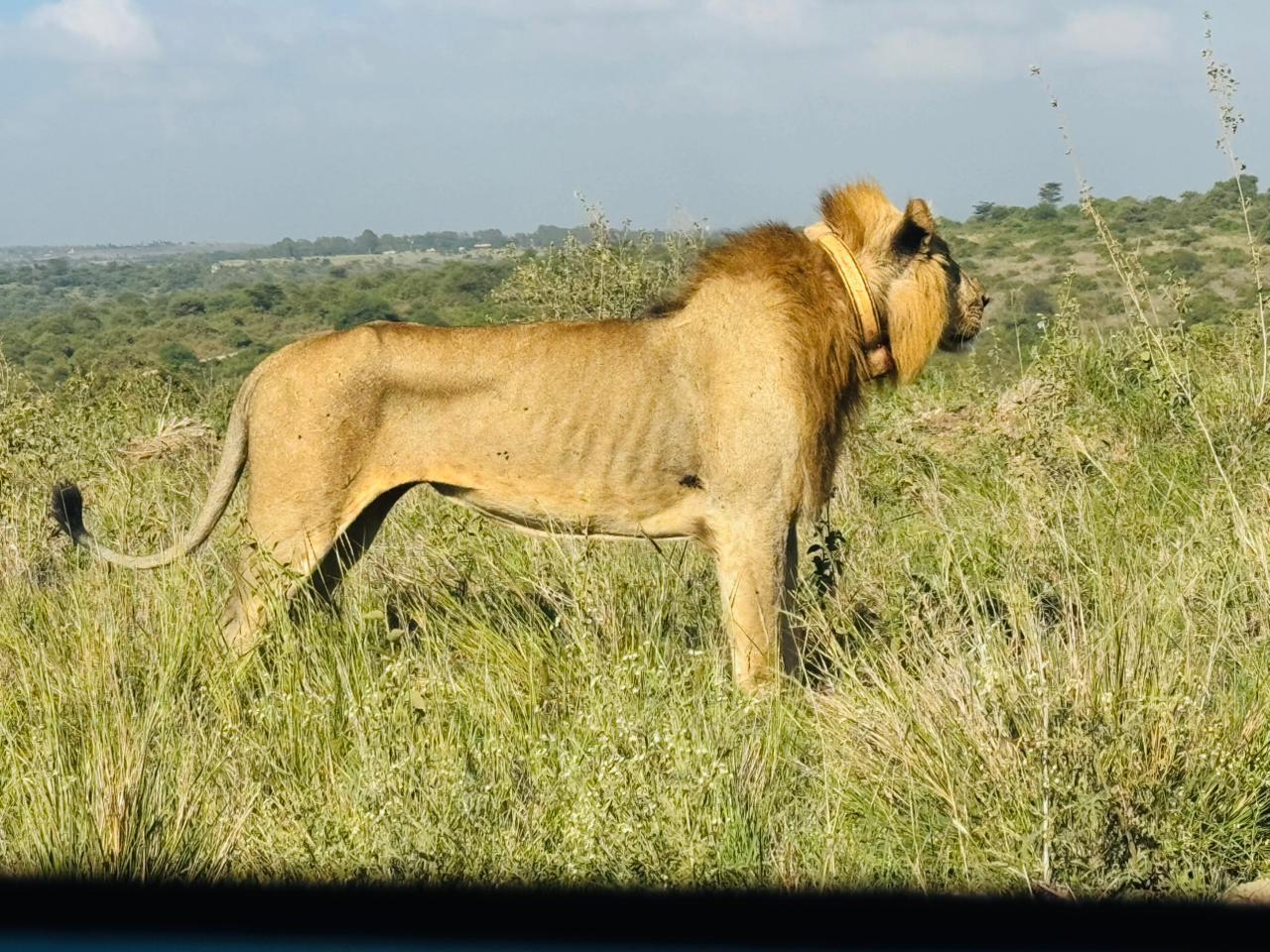 Nairobi National Park 5-Hour 4x4 Wildlife Safari