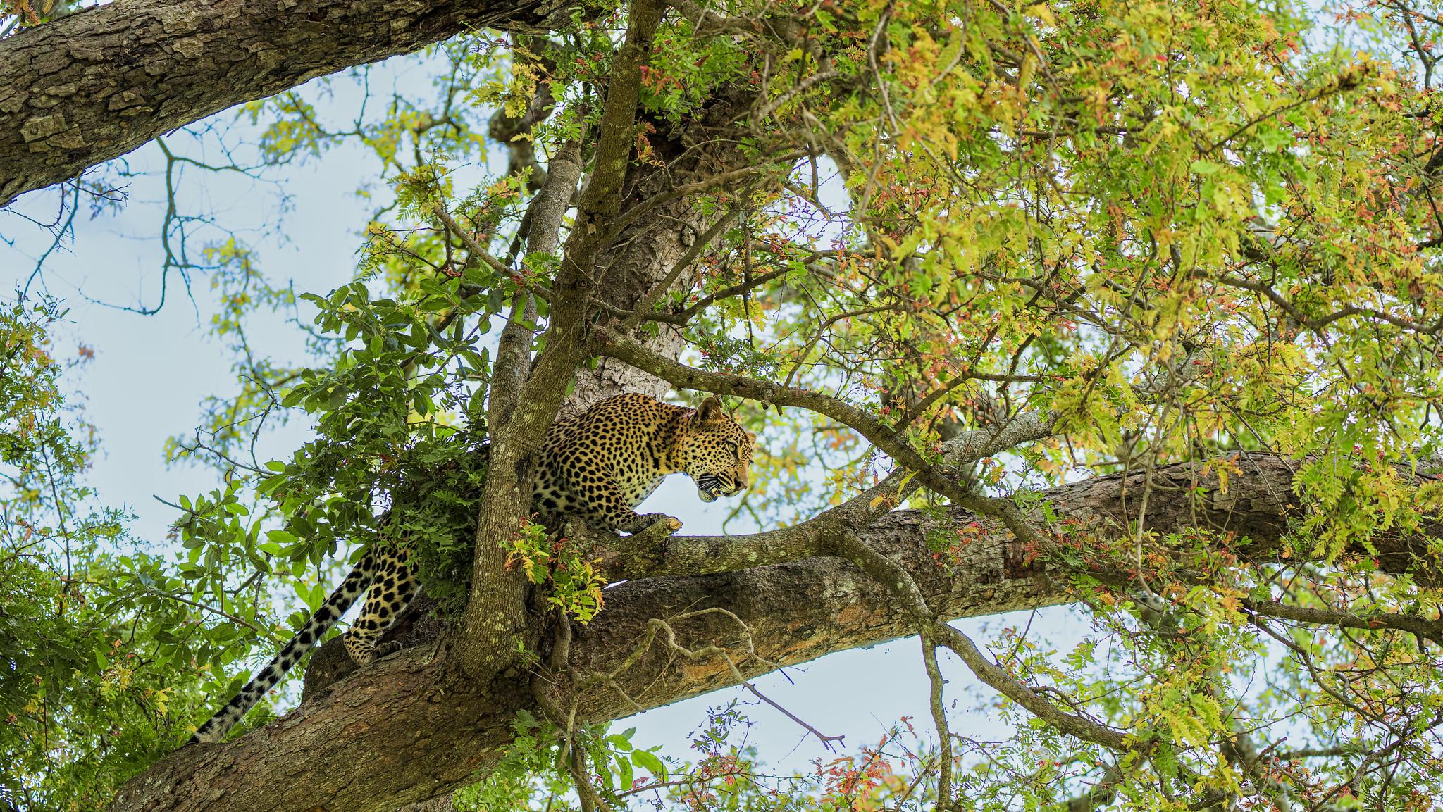 Zanzibar to Mikumi: Fly-In Safari Day Trip with Bush Lunch