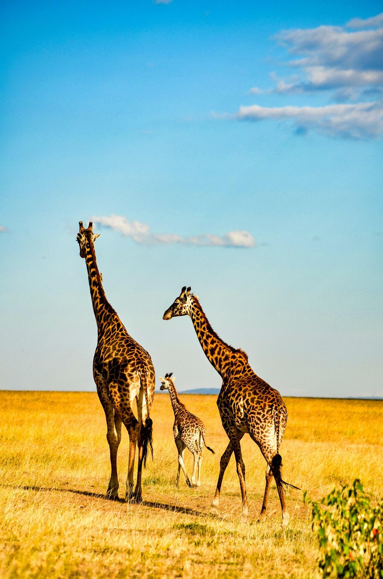 Full-Day Masai Mara Safari from Nairobi