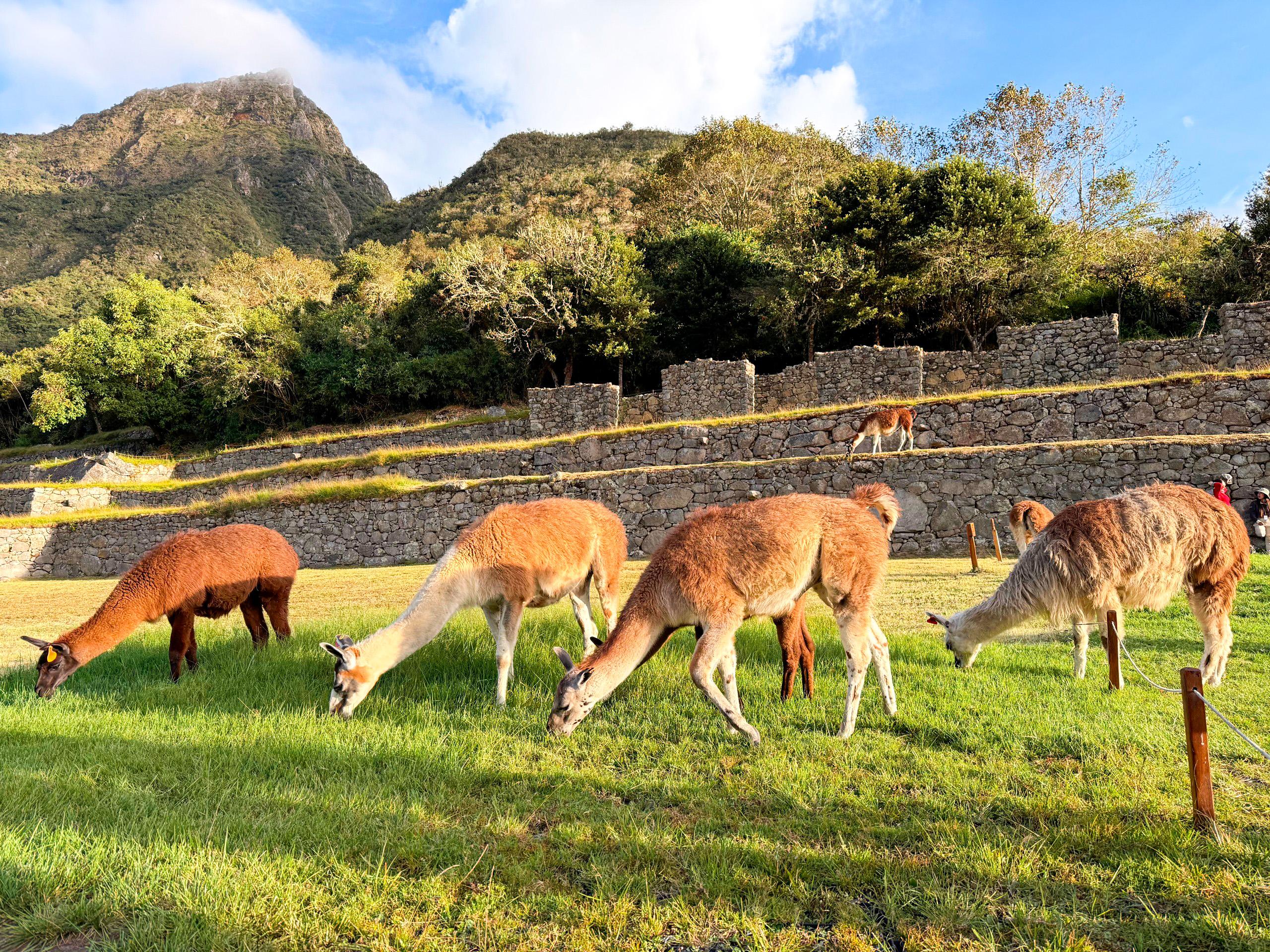 4-tägige Inka-Pfad-Wanderung nach Machu Picchu mit Panoramazug-Rückfahrt