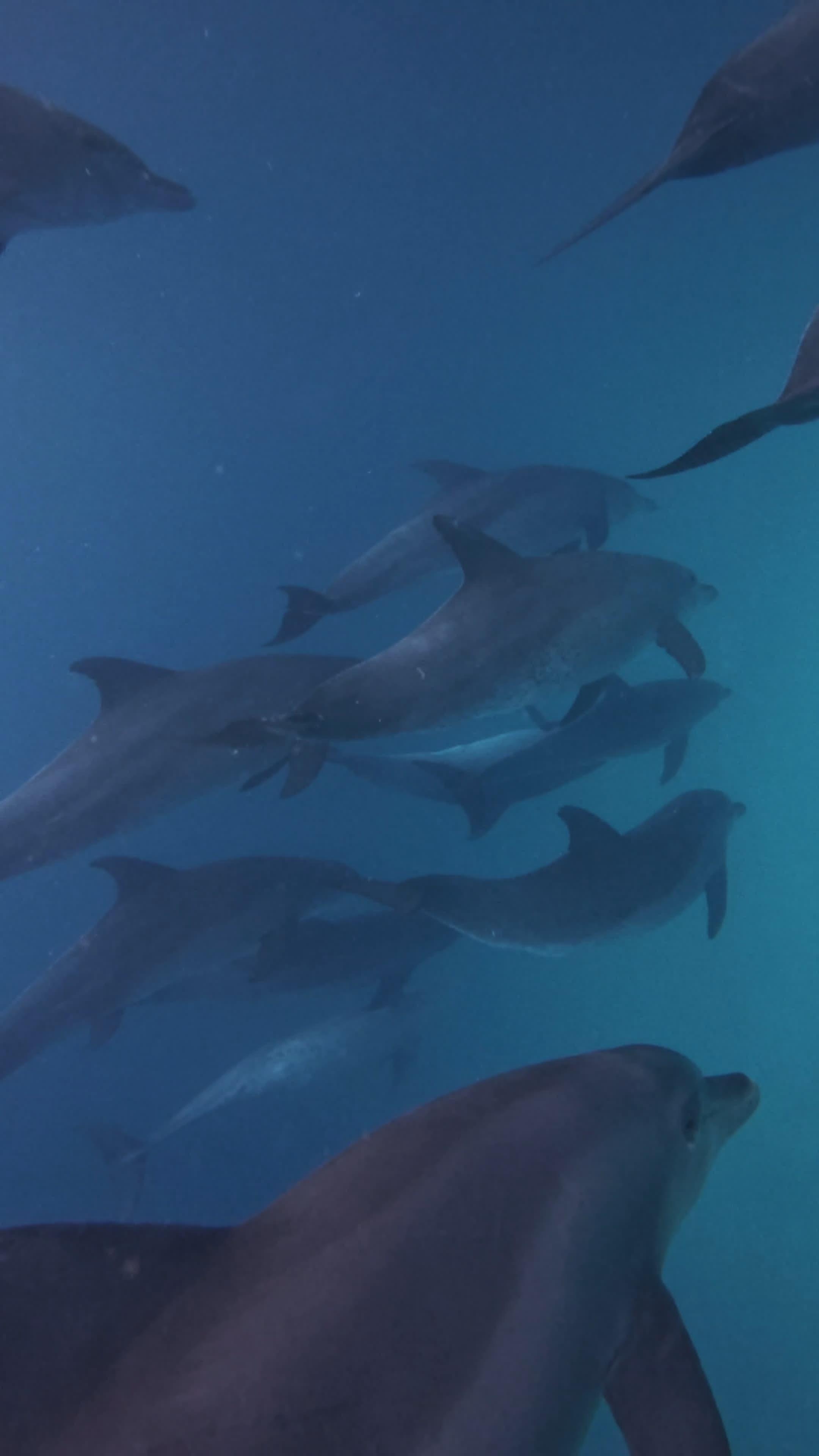 Mnemba Island Dolphin Swim & Snorkeling Adventure