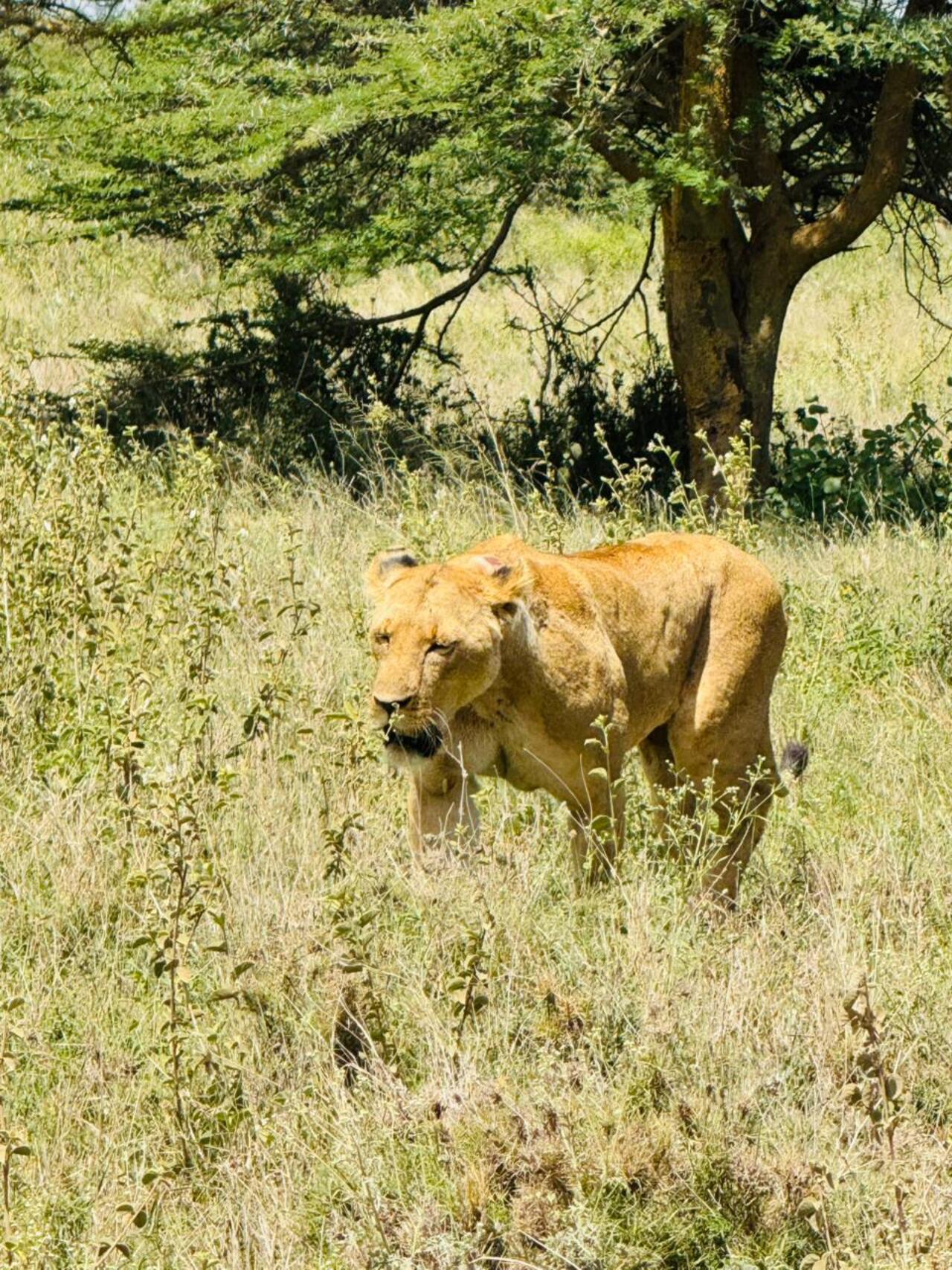 Nairobi National Park 5-Hour 4x4 Wildlife Safari